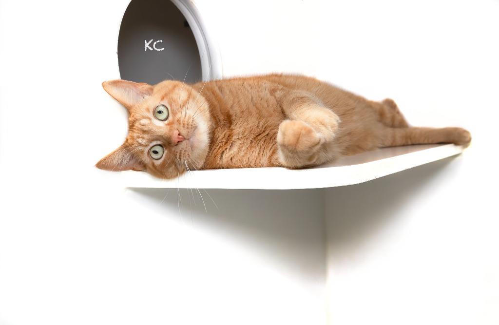 KC, Adoptable, Senior Male Domestic Short Hair.