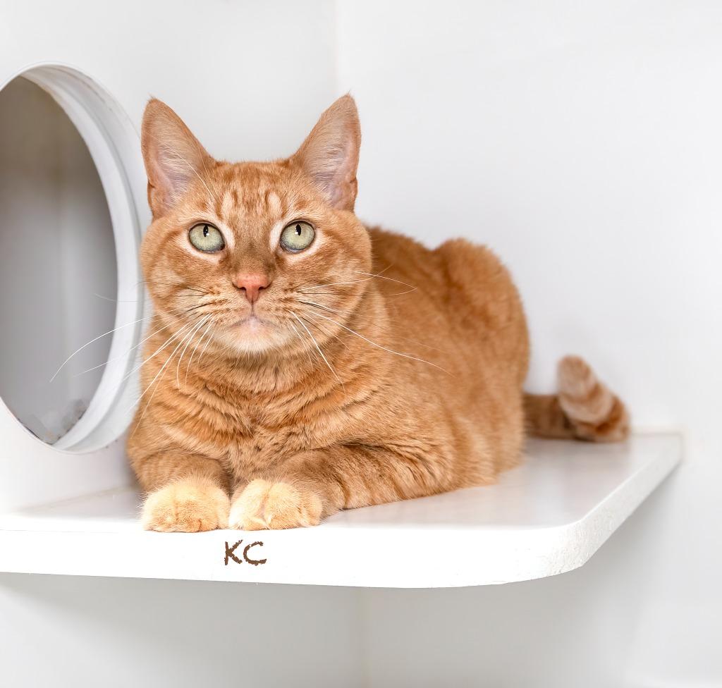 Enlarge KC, a Adoptable mixed breed in Hot Springs Village, AR image 2/2