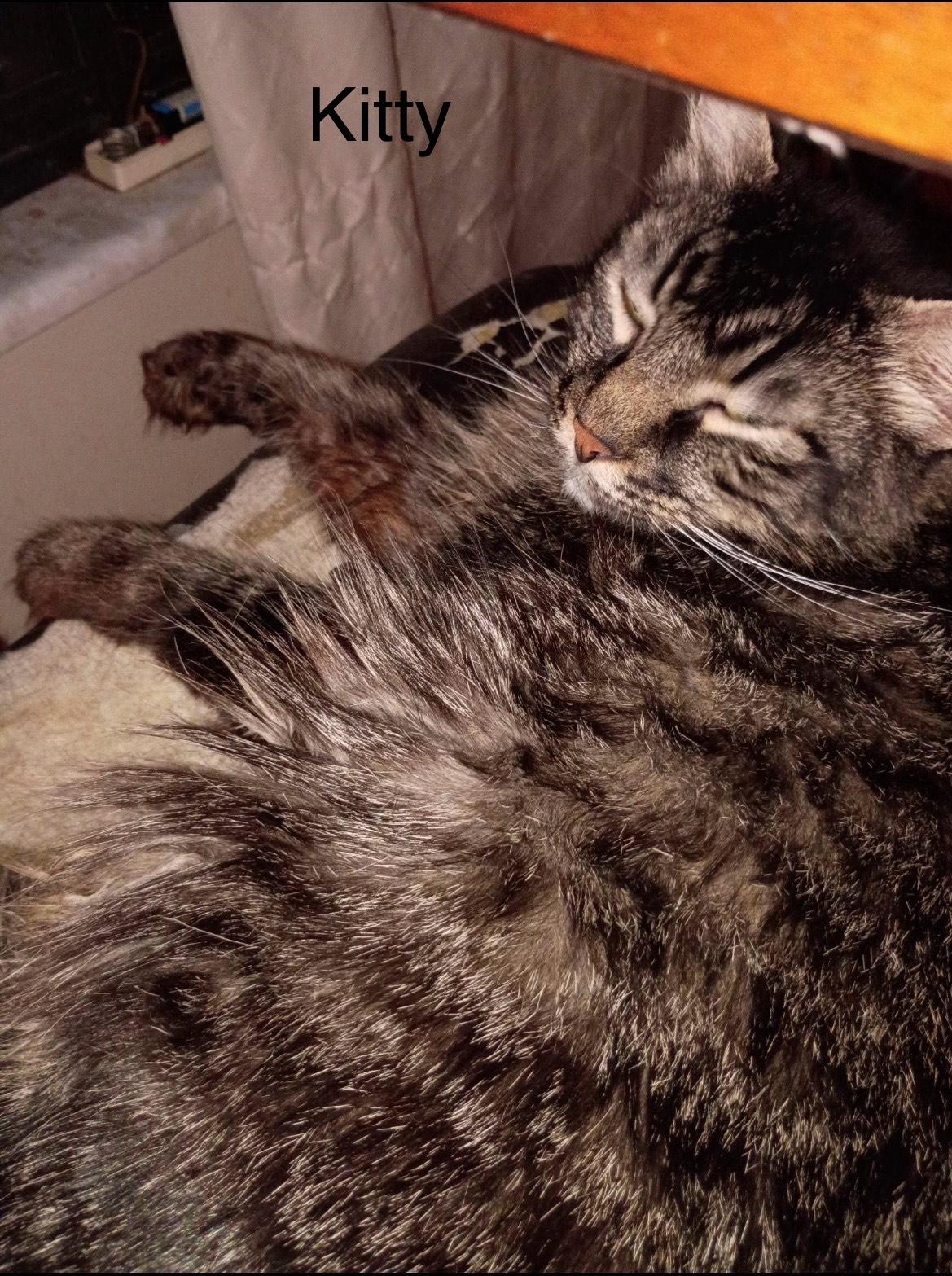 Enlarge Kitty, an adoption pending mixed breed in Herculaneum, MO image 1/1