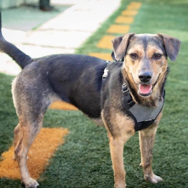 Enlarge Sally Sue (Reduced Rover), a Adoptable mixed breed in New Orleans, LA image 2/6