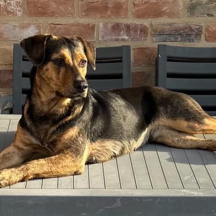 Sally Sue (Reduced Rover), Adoptable, Adult Female Shepherd & Terrier.