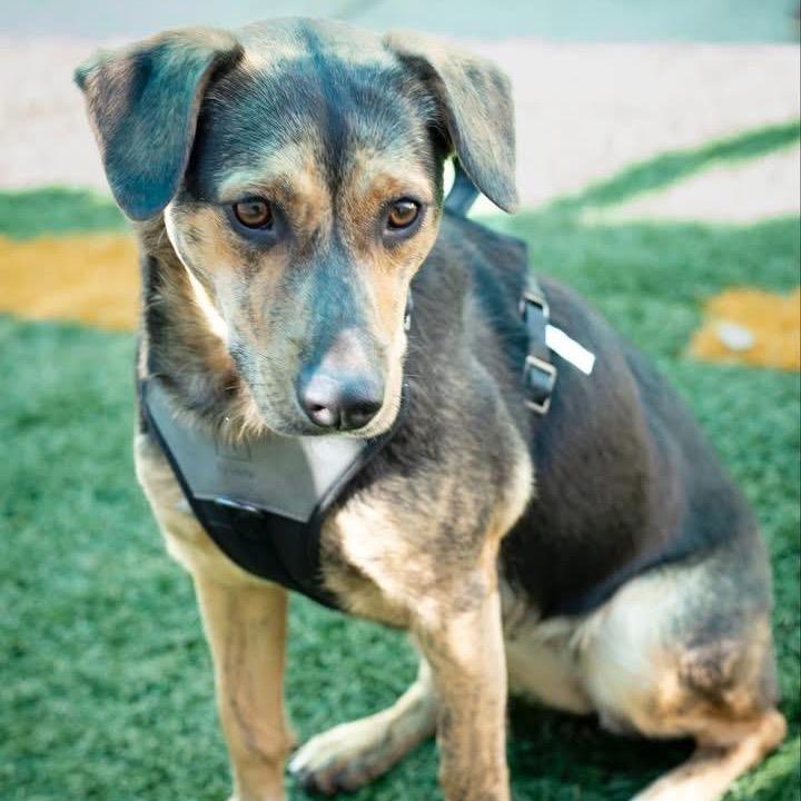 Enlarge Sally Sue (Reduced Rover), a Adoptable mixed breed in New Orleans, LA image 3/6