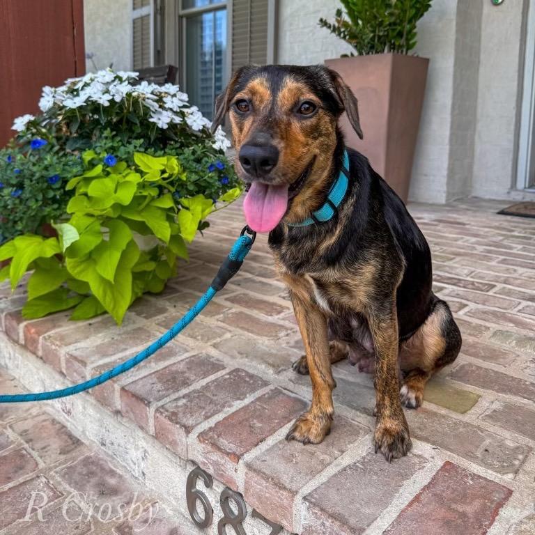 Sally Sue (Reduced Rover), a Adoptable mixed breed in New Orleans, LA image 1/6