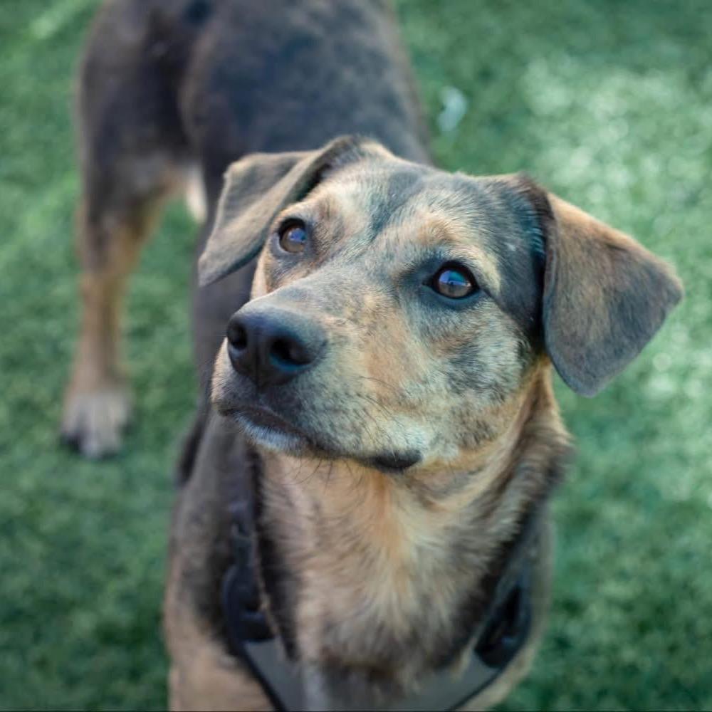 Sally Sue (Reduced Rover), a Adoptable mixed breed in New Orleans, LA image 2/6