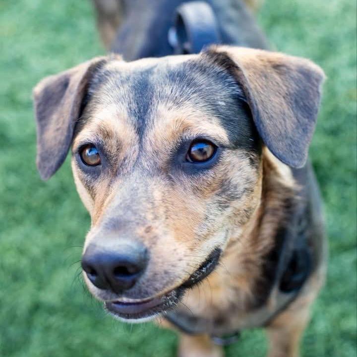 Sally Sue (Reduced Rover), a Adoptable mixed breed in New Orleans, LA image 5/6