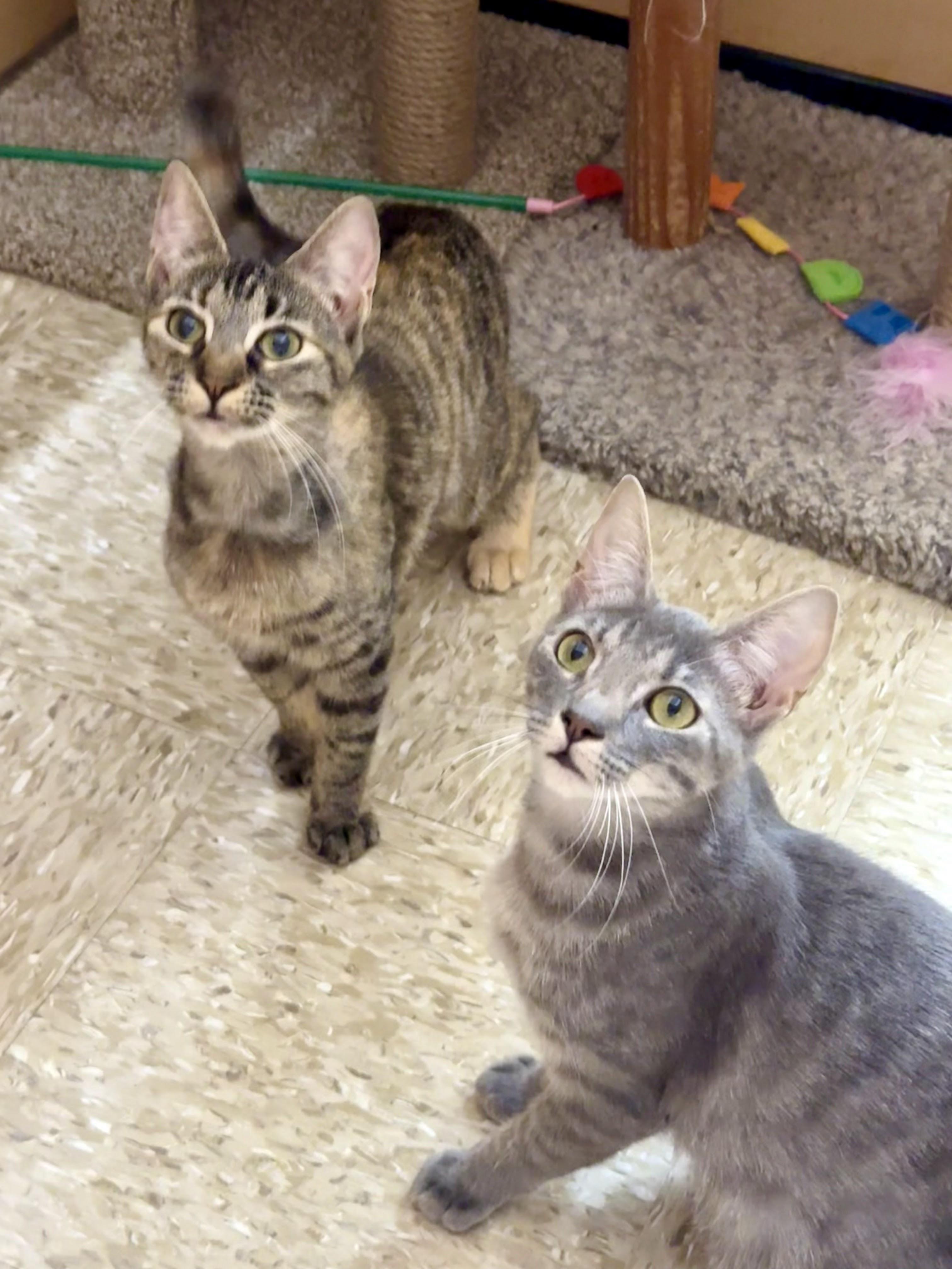 Enlarge Amelie, a Adoptable mixed breed in Arlington, TX image 2/4