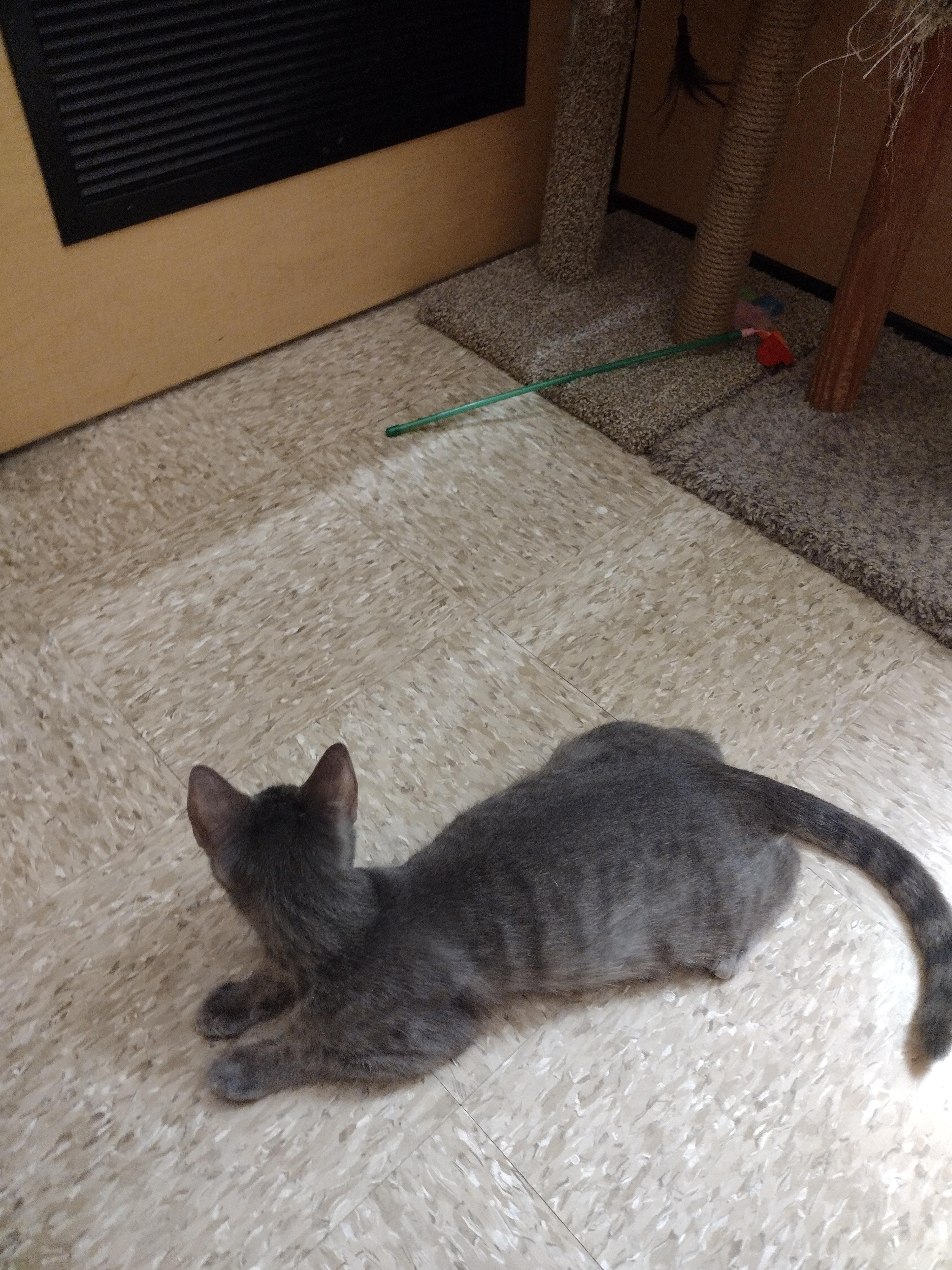 Enlarge Amelie, a Adoptable mixed breed in Arlington, TX image 4/4