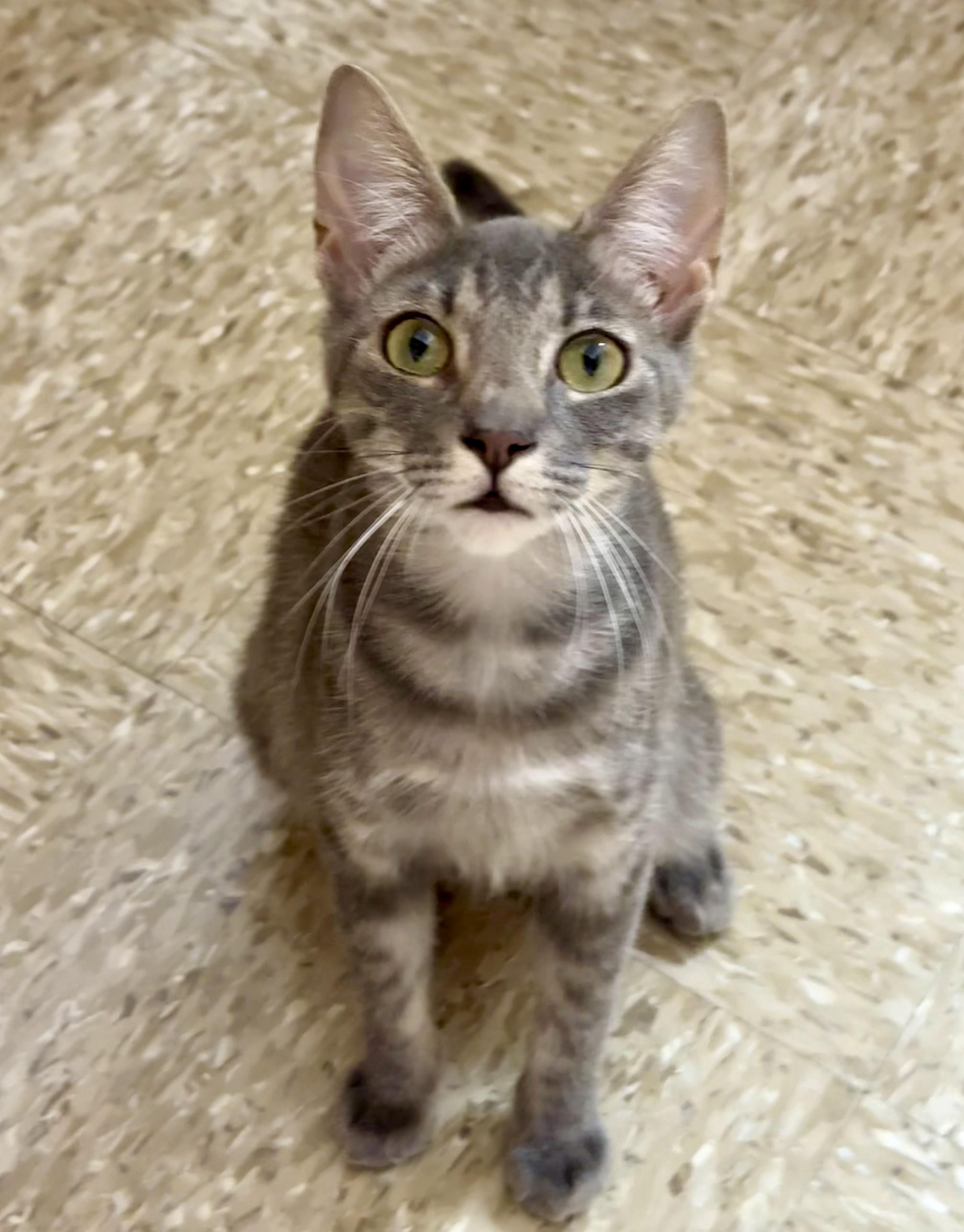 Amelie, Adoptable, Young Female Tabby & Domestic Short Hair.