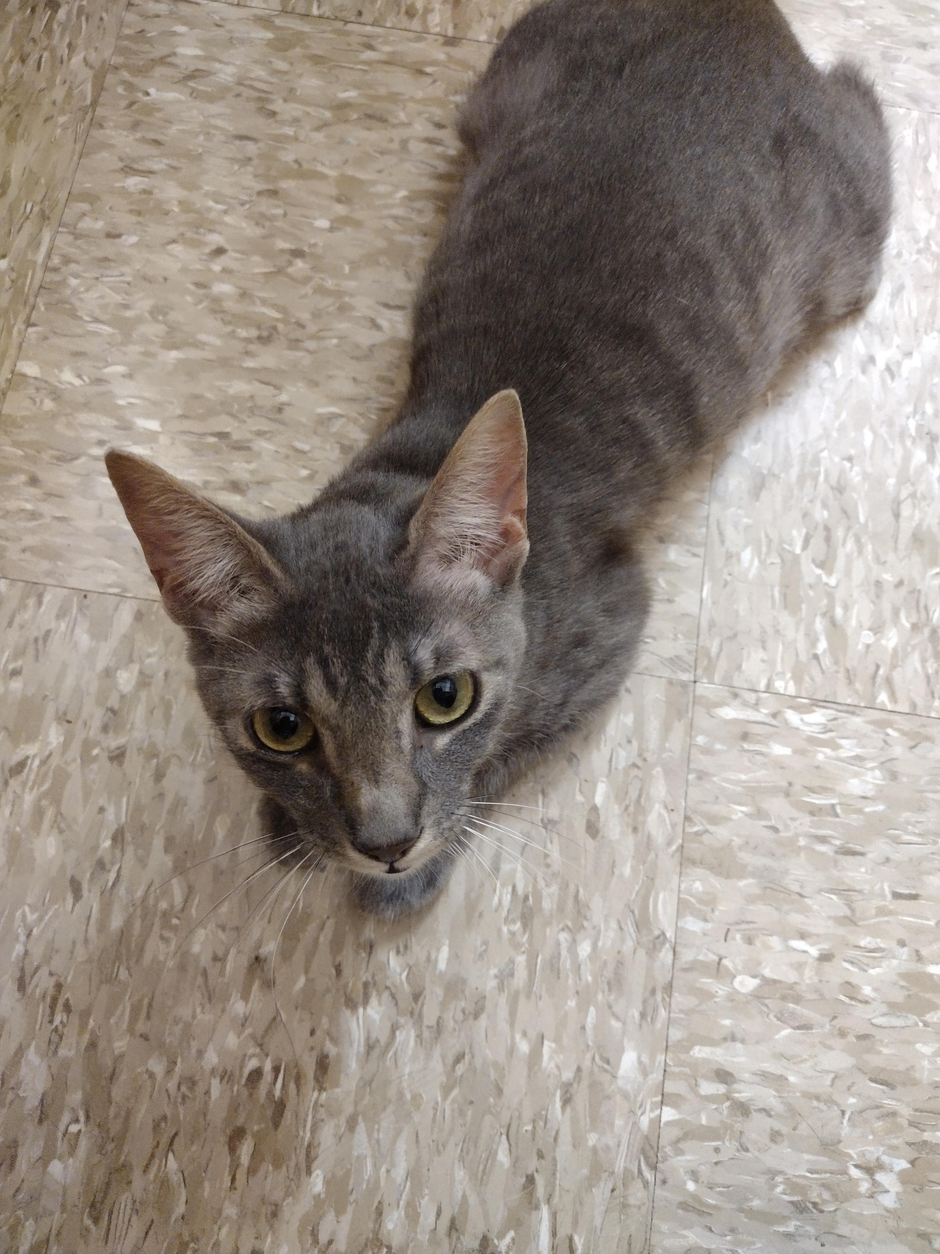 Enlarge Amelie, a Adoptable mixed breed in Arlington, TX image 3/4