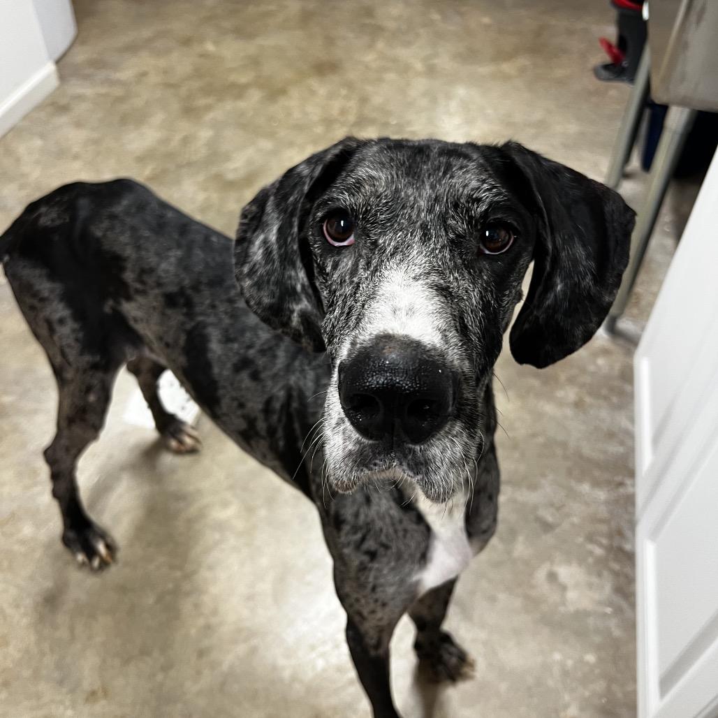 Enlarge Pepper, a Adoptable Great Dane in Harrisville, WV image 1/1