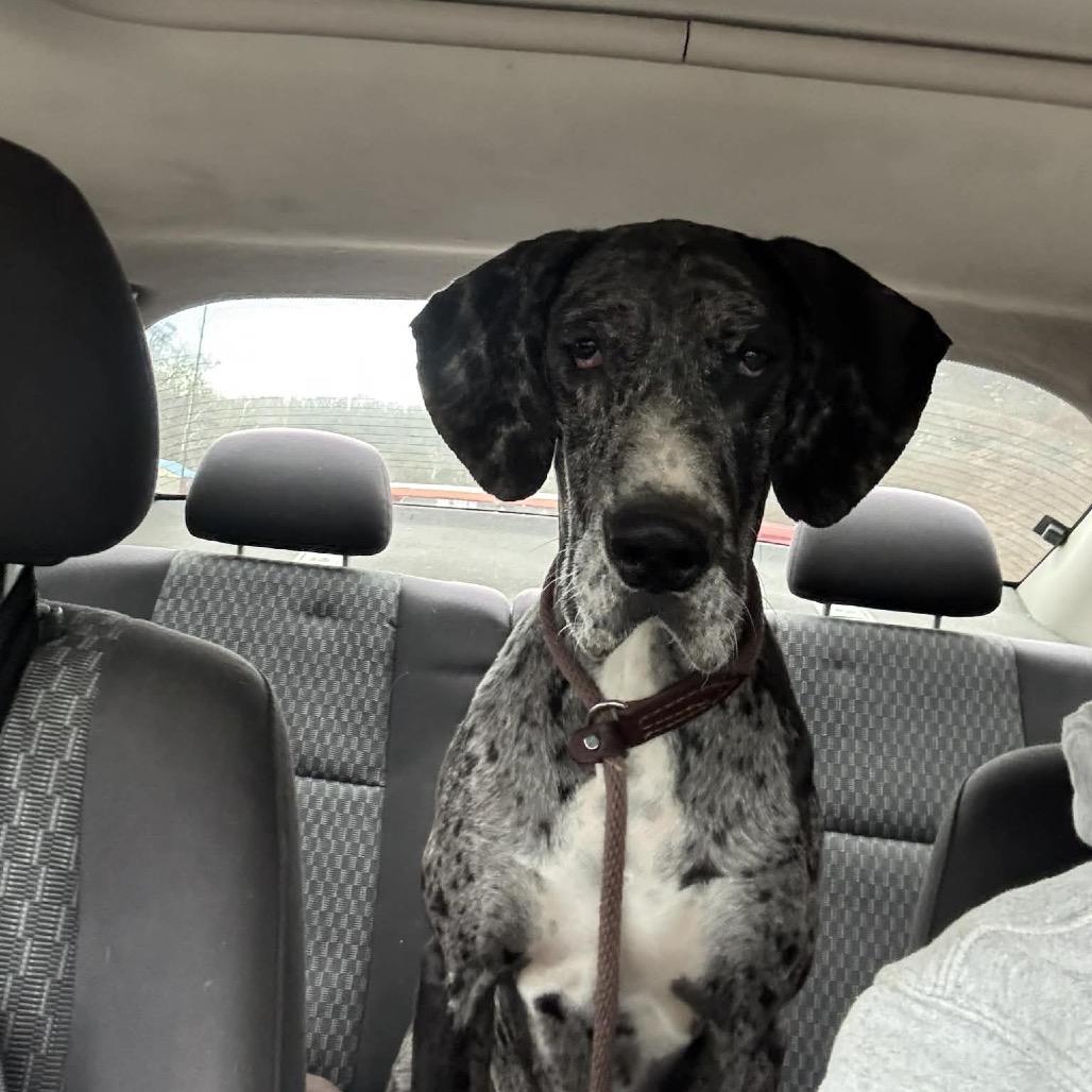 Enlarge Pepper, a Adoptable Great Dane in Harrisville, WV image 2/2