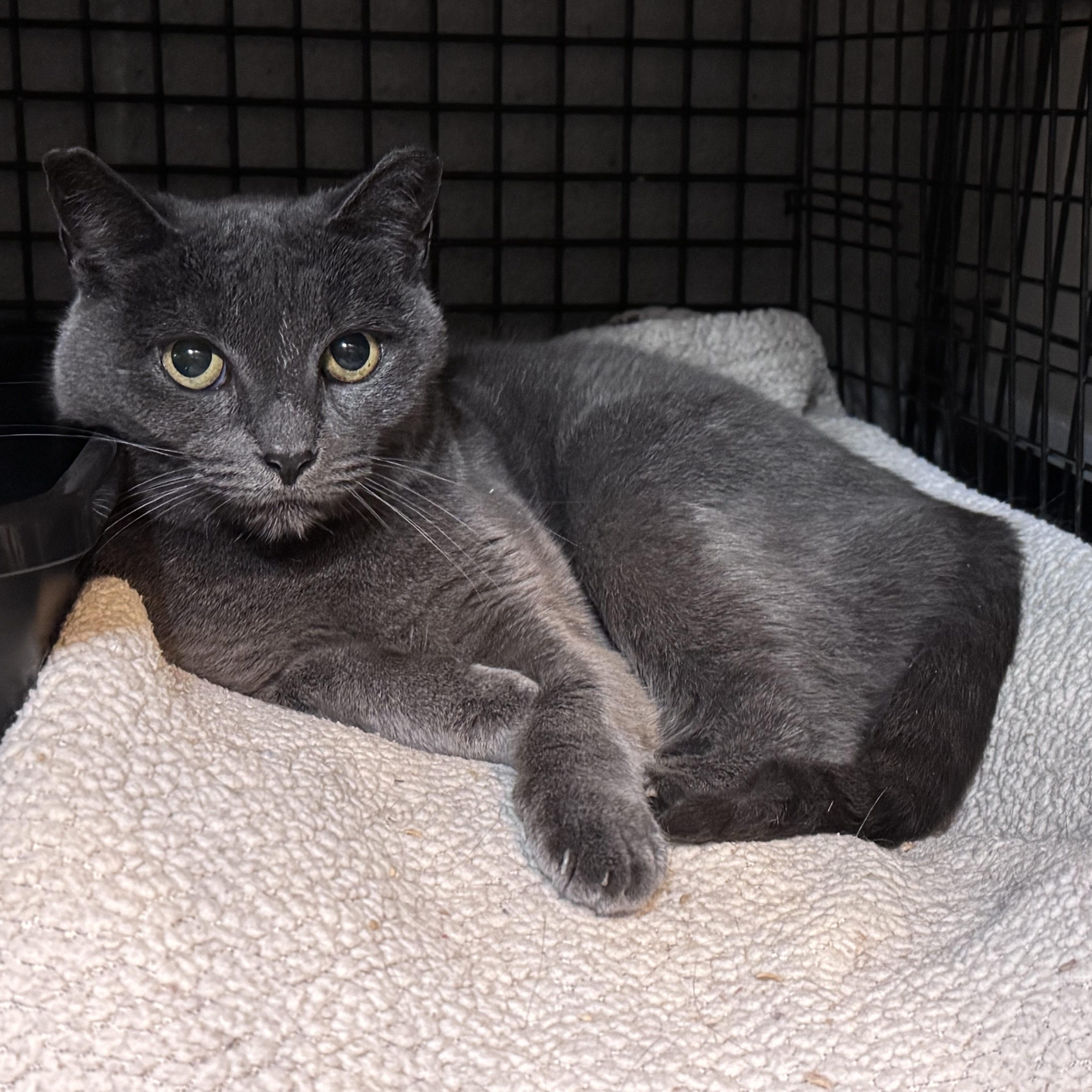 Enlarge Claire, a Adoptable Domestic Short Hair in Newburgh, NY image 2/4