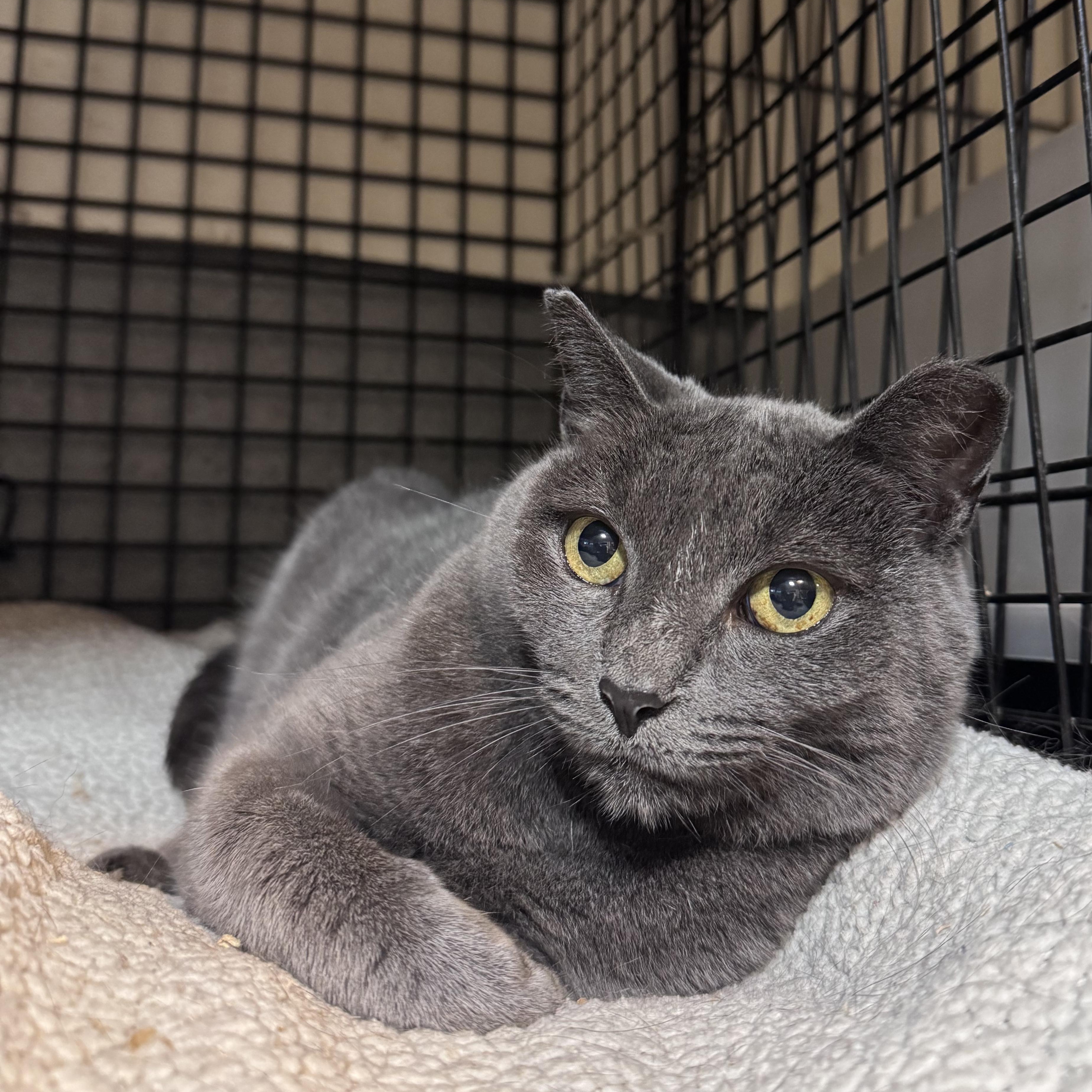 Enlarge Claire, a Adoptable Domestic Short Hair in Newburgh, NY image 1/4