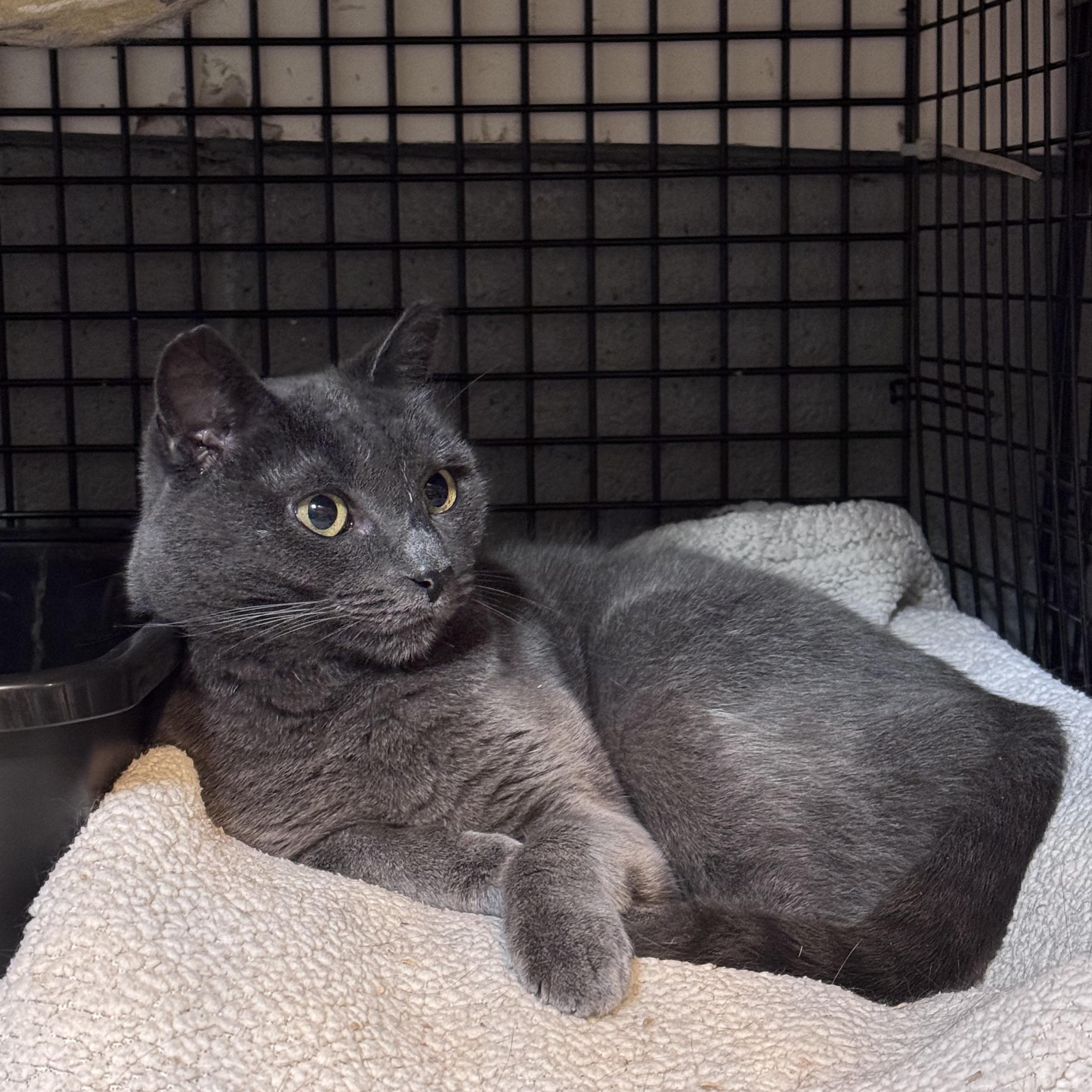 Enlarge Claire, a Adoptable Domestic Short Hair in Newburgh, NY image 3/4