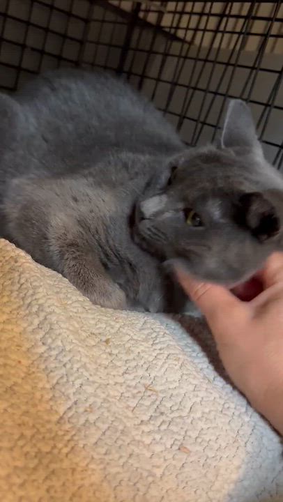 Enlarge Claire, a Adoptable Domestic Short Hair in Newburgh, NY video 4/4