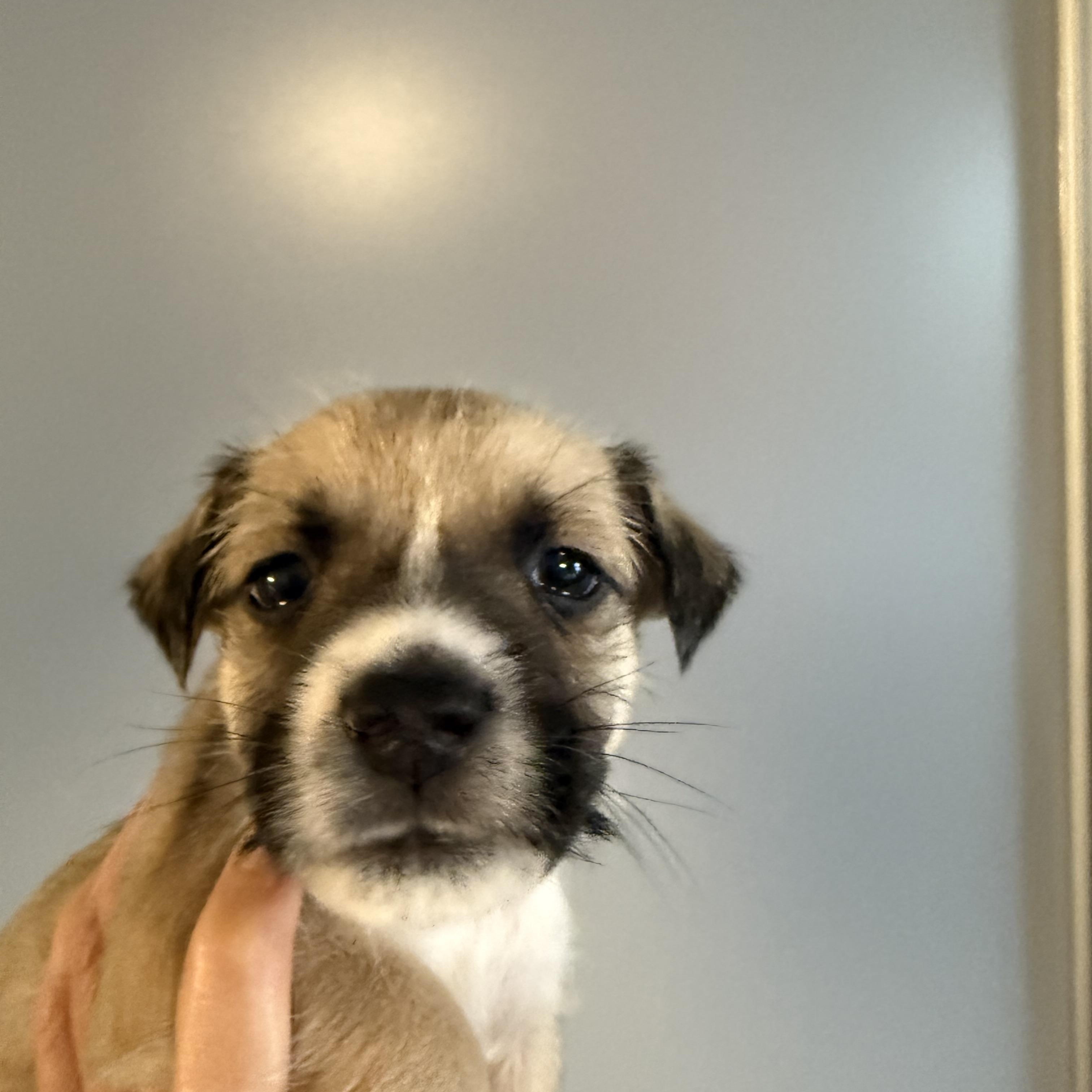 Mizuno (Milestone litter)