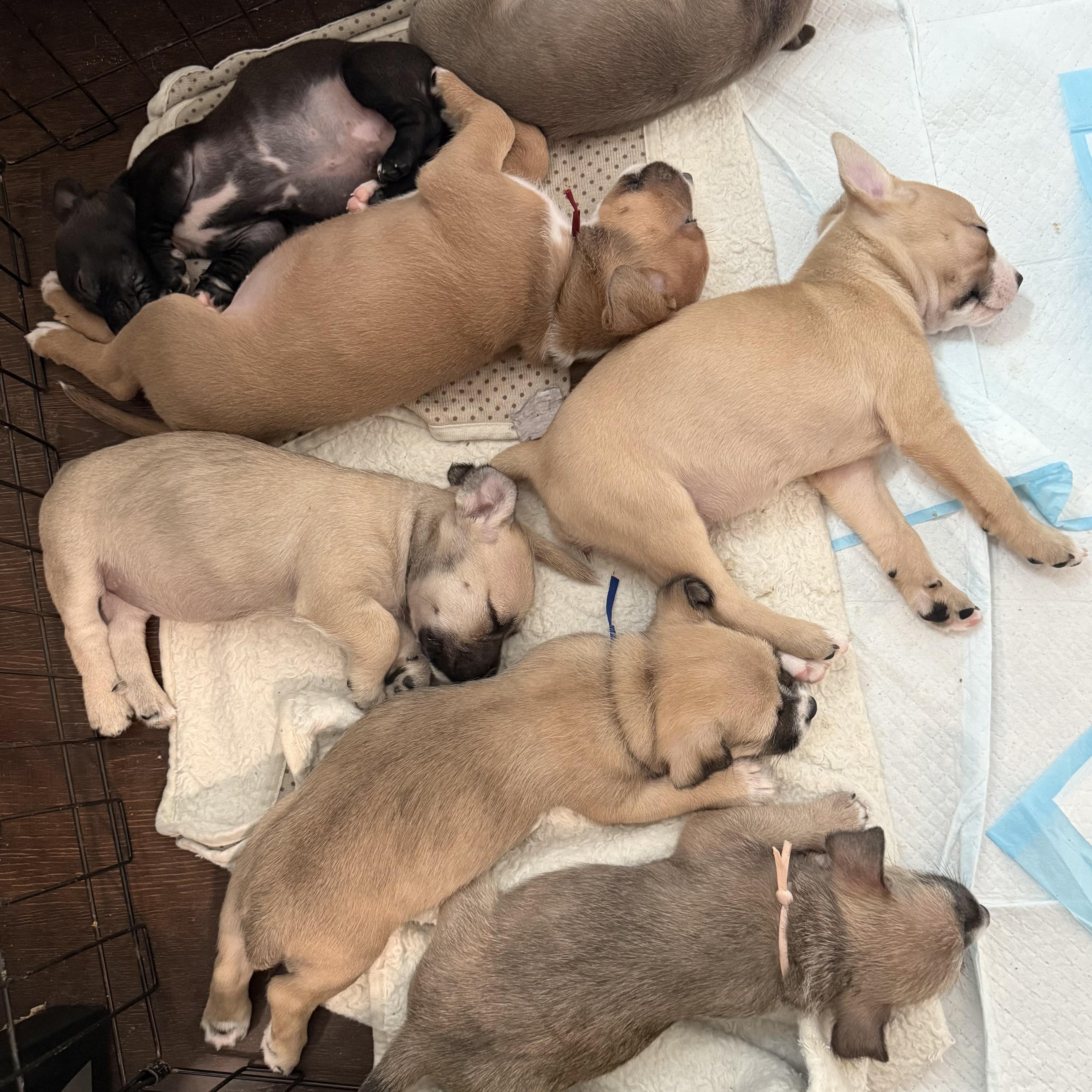 Mizuno (Milestone litter)