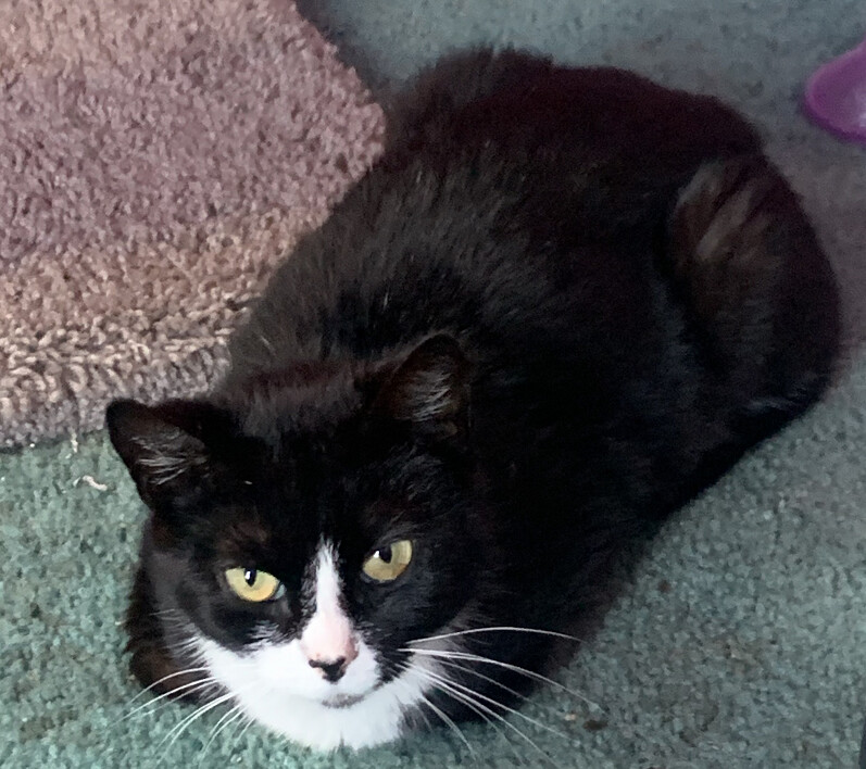 Skit, Adoptable, Adult Female Domestic Short Hair.