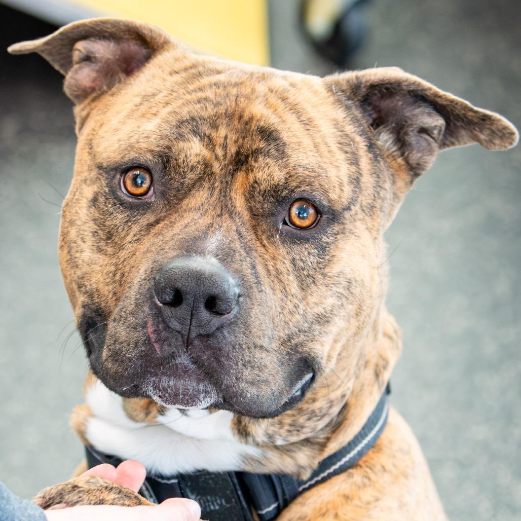 Buddy, Adoptable, Adult Male Mixed Breed.