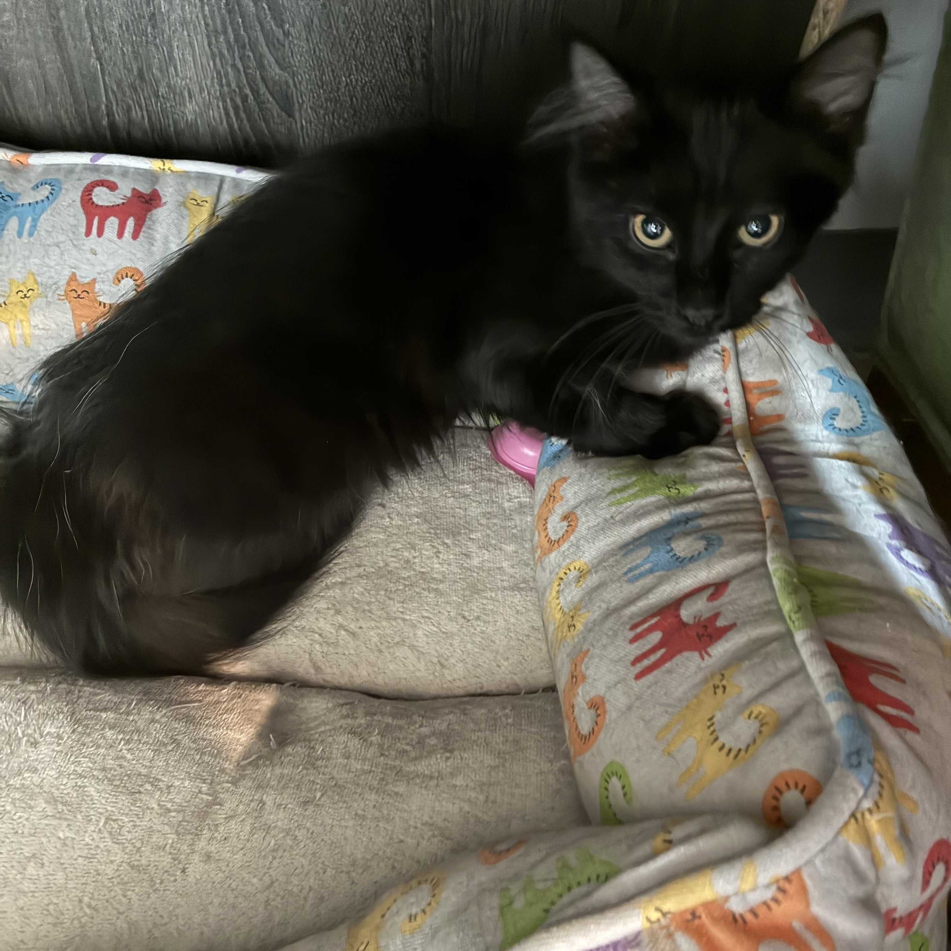 Enlarge Squirt, a Adoptable Domestic Long Hair in Bonners Ferry, ID image 3/3