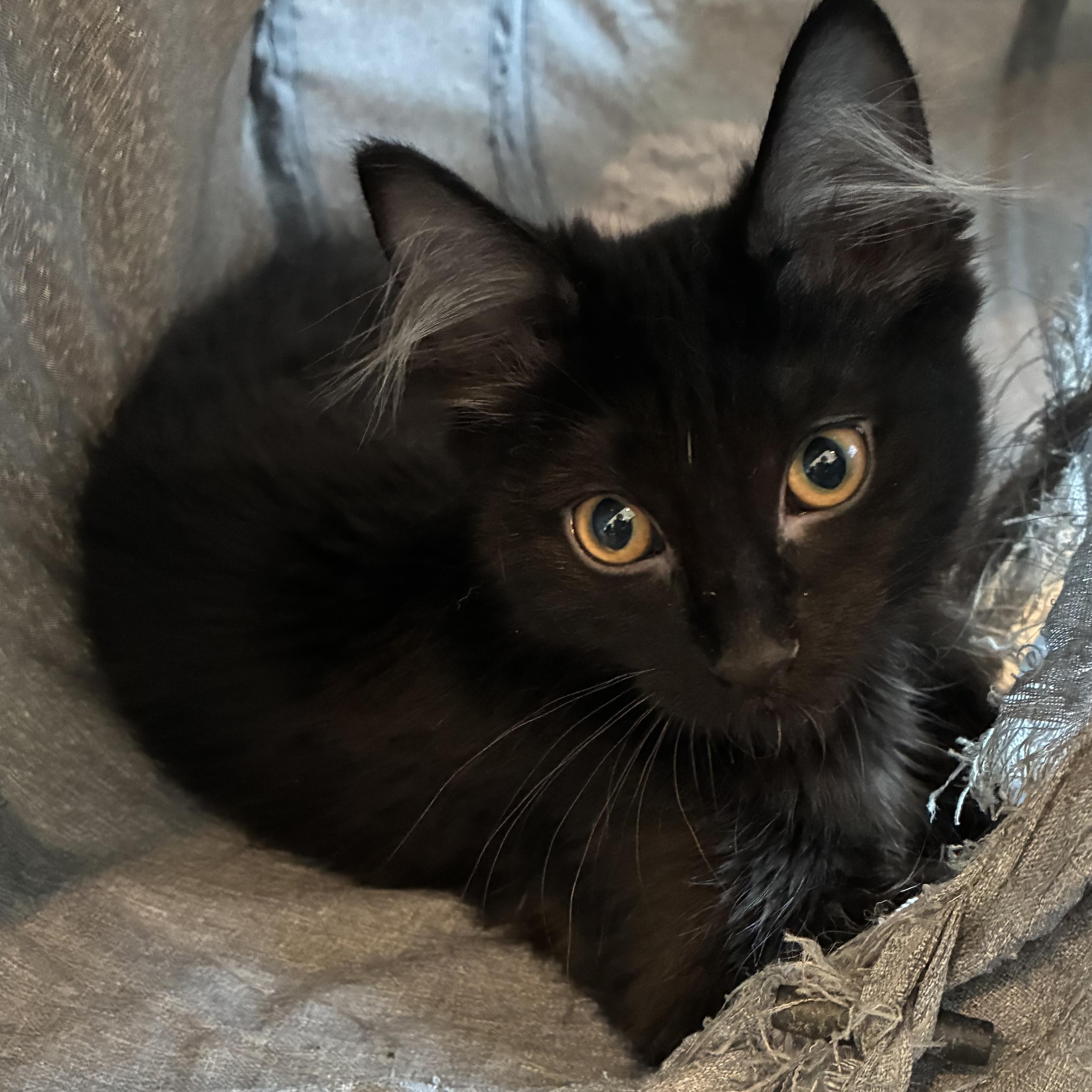 Enlarge Squirt, a Adoptable Domestic Long Hair in Bonners Ferry, ID image 2/3