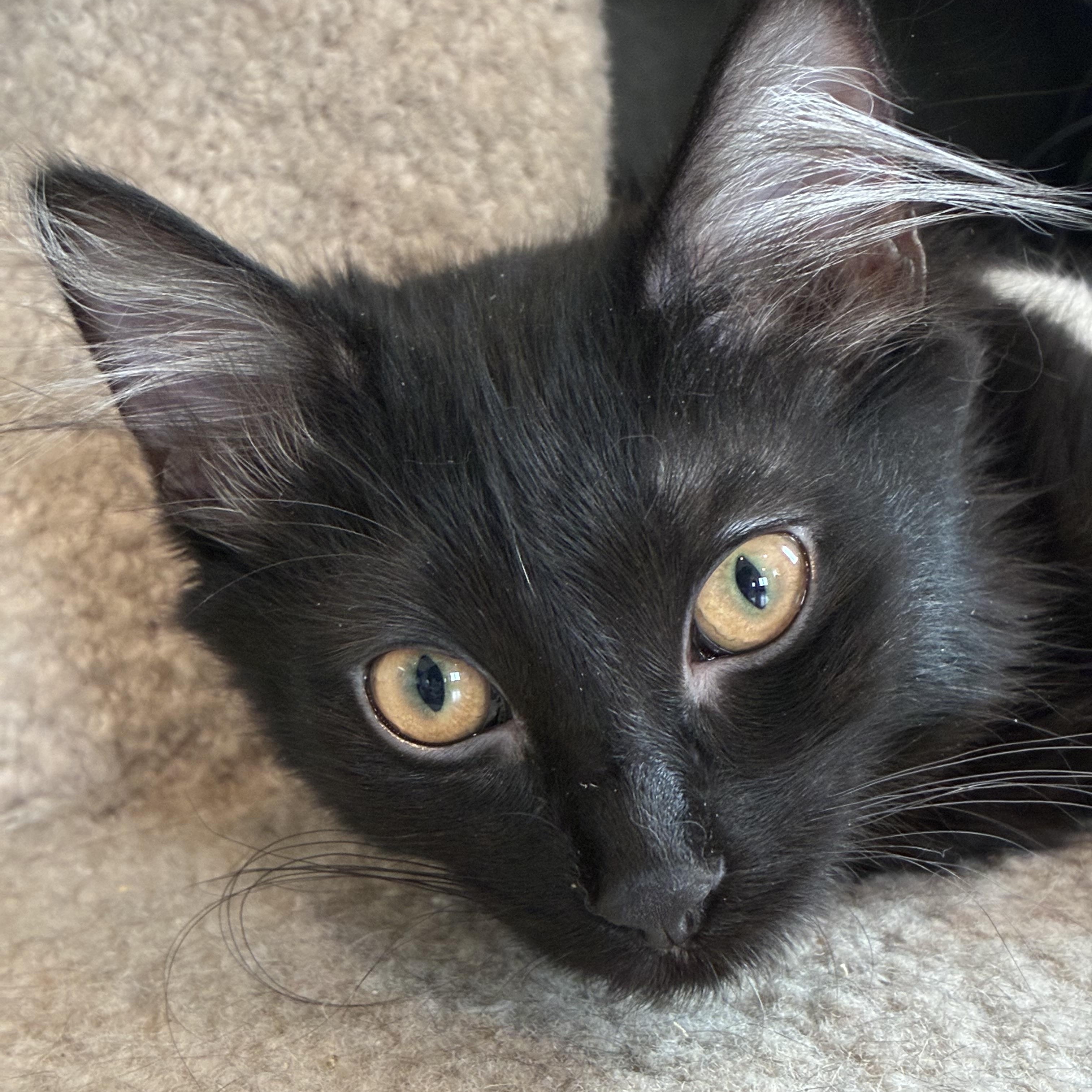 Squirt, Adoptable, Kitten Female Domestic Long Hair.