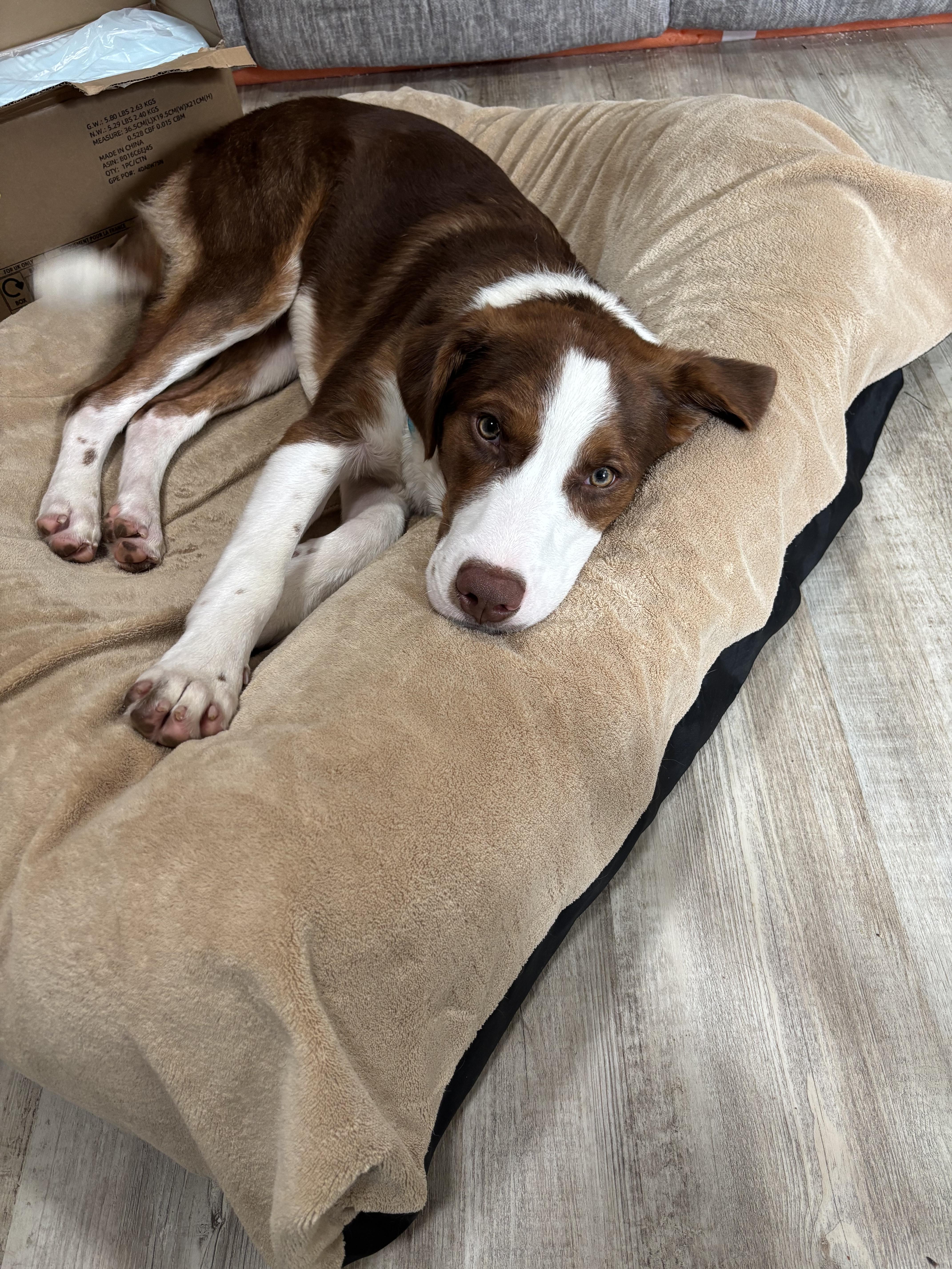 Enlarge Charlie, a Adopted Mixed Breed in Rochester , NY image 2/5