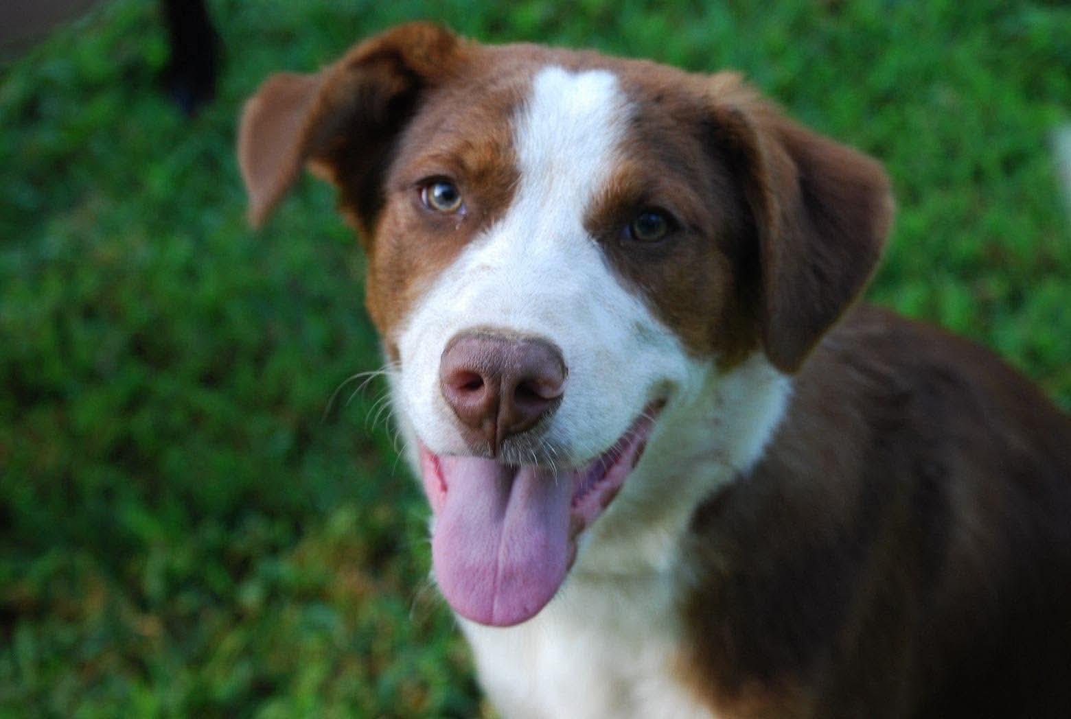 Enlarge Charlie, a Adopted Mixed Breed in Rochester , NY image 3/5
