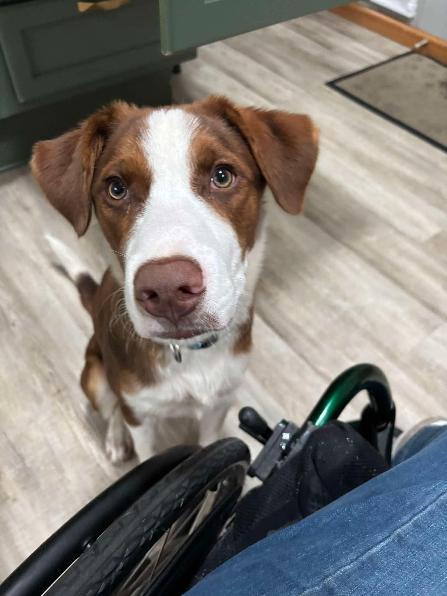 Enlarge Charlie, a Adopted Mixed Breed in Rochester , NY image 5/5