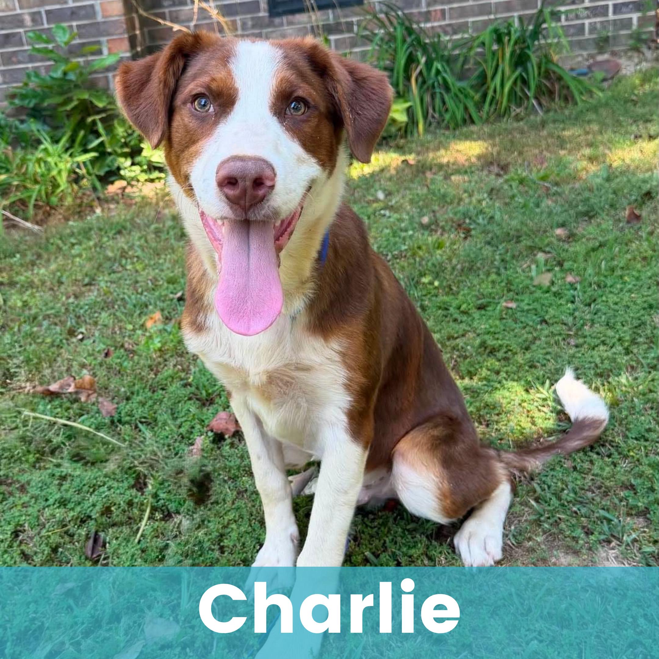 Charlie, Adopted, Puppy Male Mixed Breed.