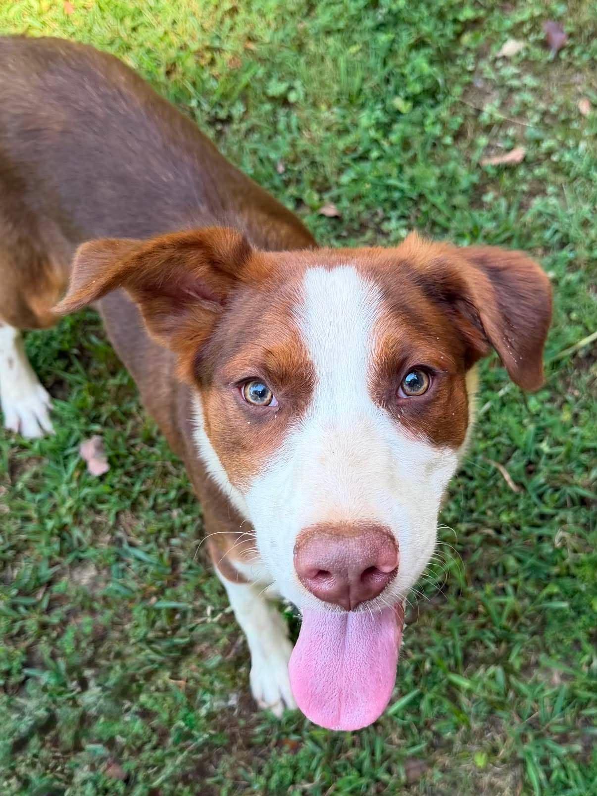 Enlarge Charlie, a Adopted Mixed Breed in Rochester , NY image 4/5