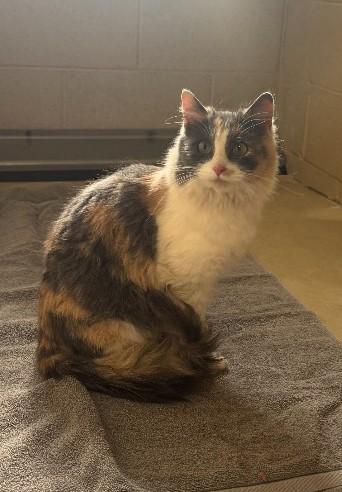 Enlarge Missy , a ADOPTABLE Domestic Long Hair in Ivins, UT image 1/1