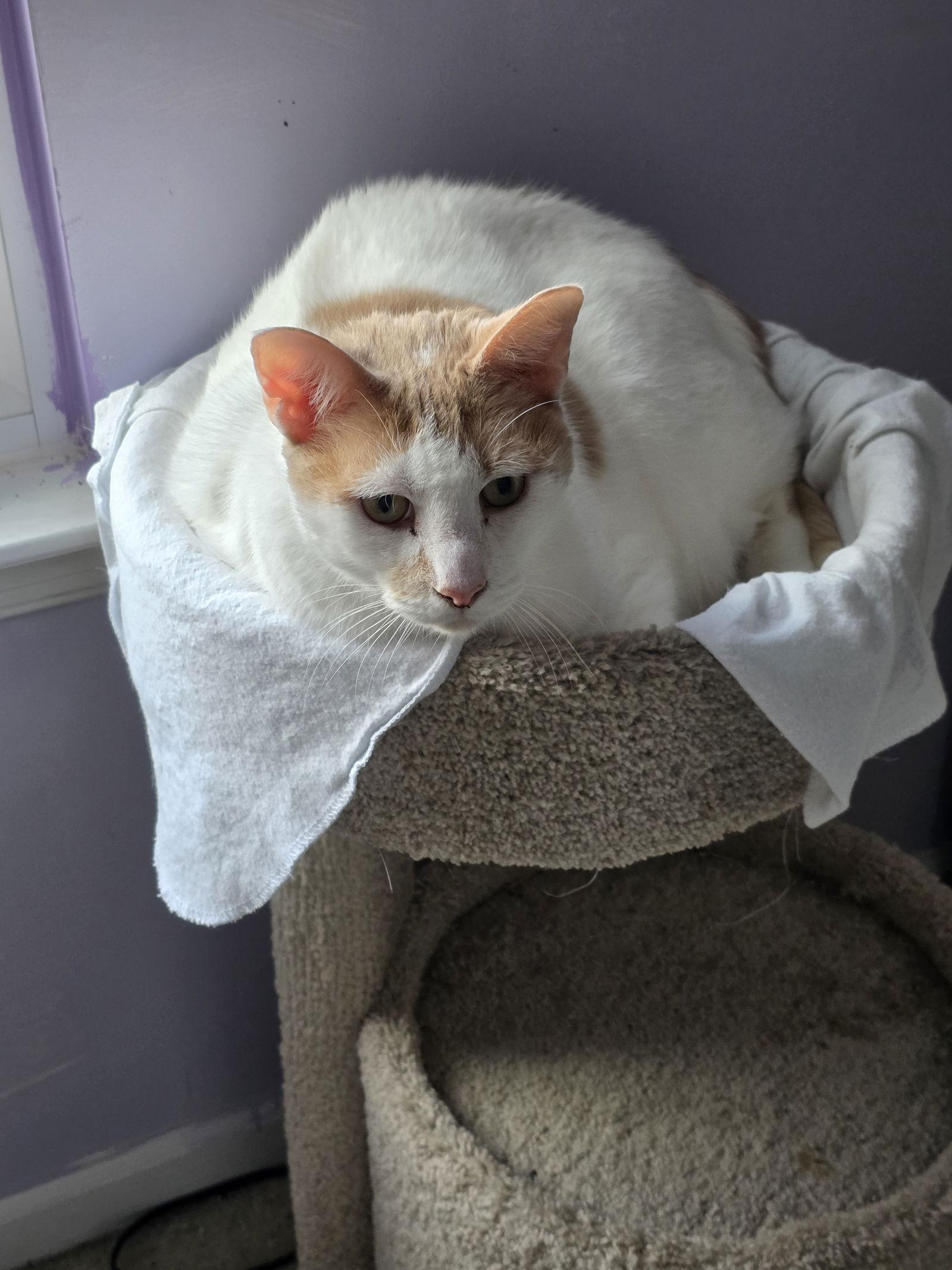 Tucker (FCID# 04/15/2025 - 9) SN diabetic, Adoptable, Senior Male Domestic Short Hair.