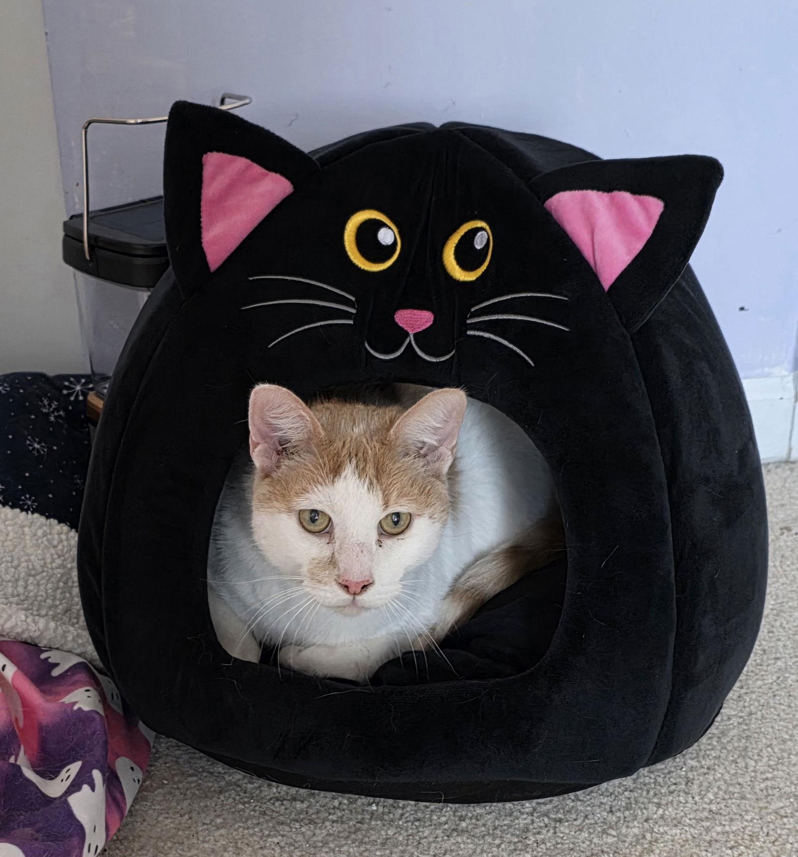 Tucker (FCID# 04/15/2025 - 9) SN diabetic, Adoptable, Senior Male Domestic Short Hair.