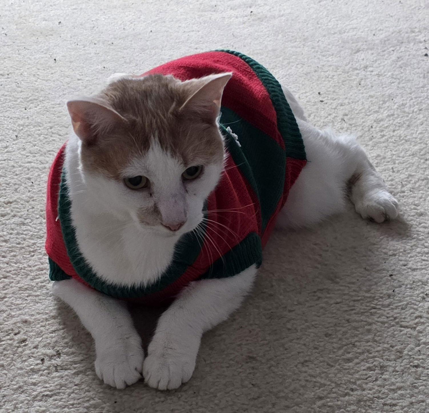 Enlarge Tucker (FCID# 04/15/2025 - 9) SN diabetic, a Adoptable Domestic Short Hair in Greenville, DE image 3/3