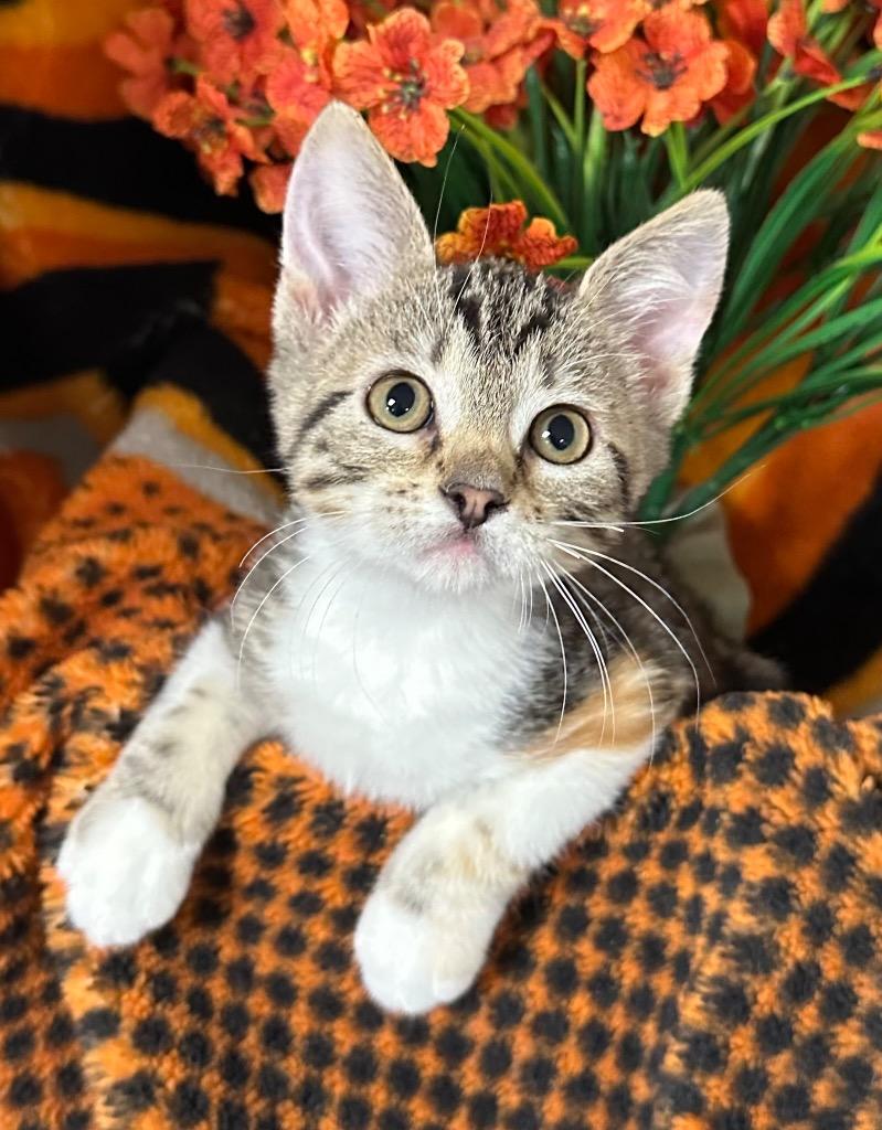 3/25/26 Julia, Adopted, Kitten Female Domestic Short Hair.