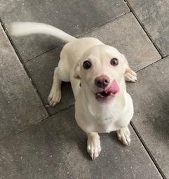 Green Collar, ADOPTABLE, Puppy Male Dachshund.
