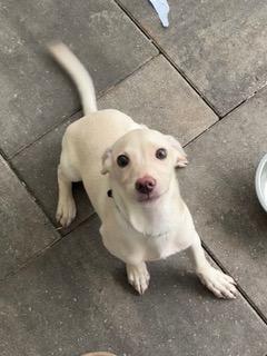 Enlarge Green Collar, a ADOPTABLE Dachshund in Longwood, FL image 2/4