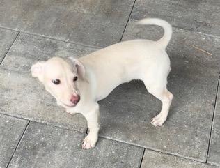 Enlarge Green Collar, a ADOPTABLE Dachshund in Longwood, FL image 3/4