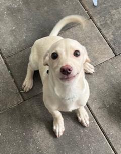 Enlarge Green Collar, a ADOPTABLE Dachshund in Longwood, FL image 4/4
