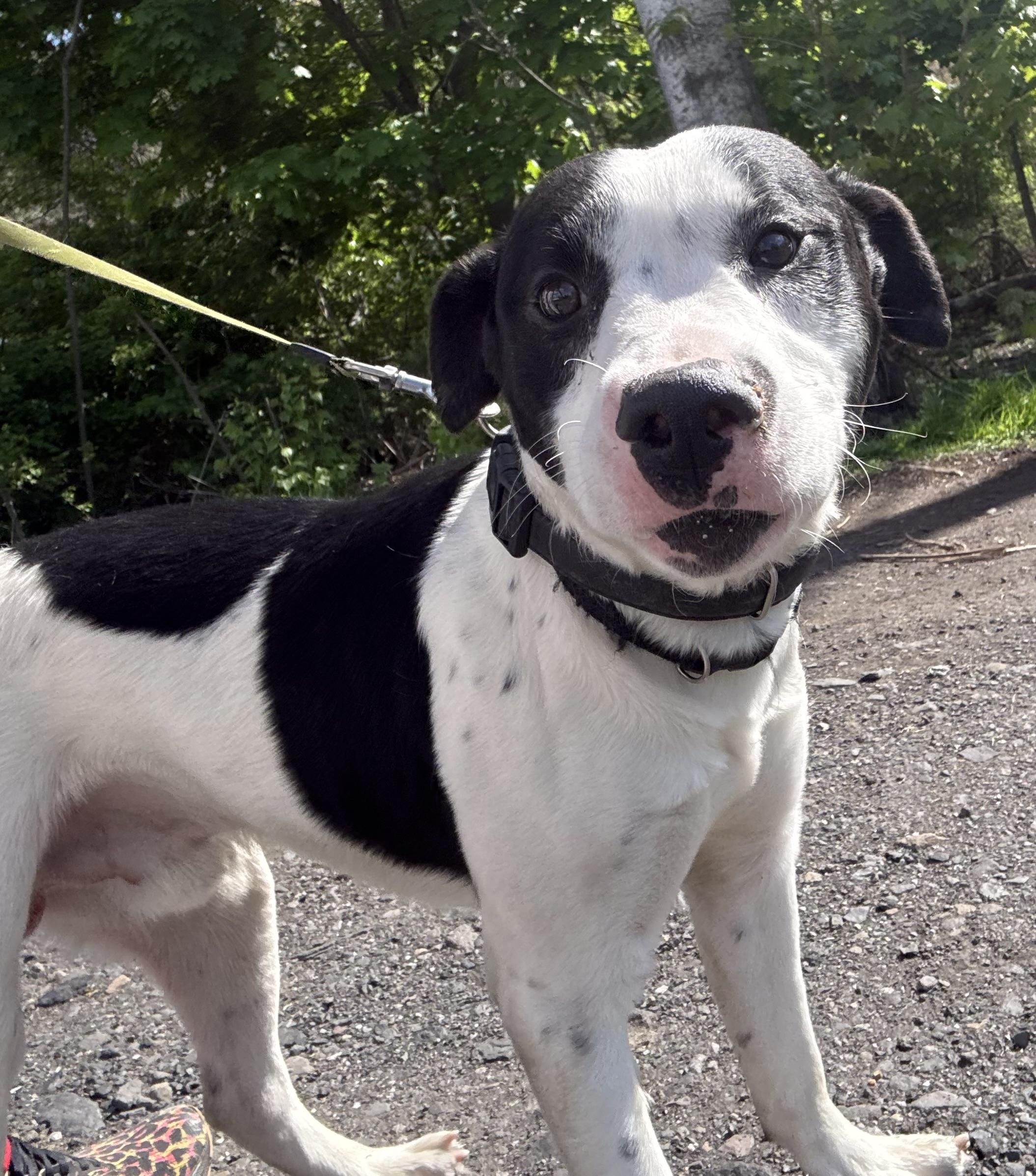 Oreo, a ADOPTABLE mixed breed in Kutztown, PA image 2/4