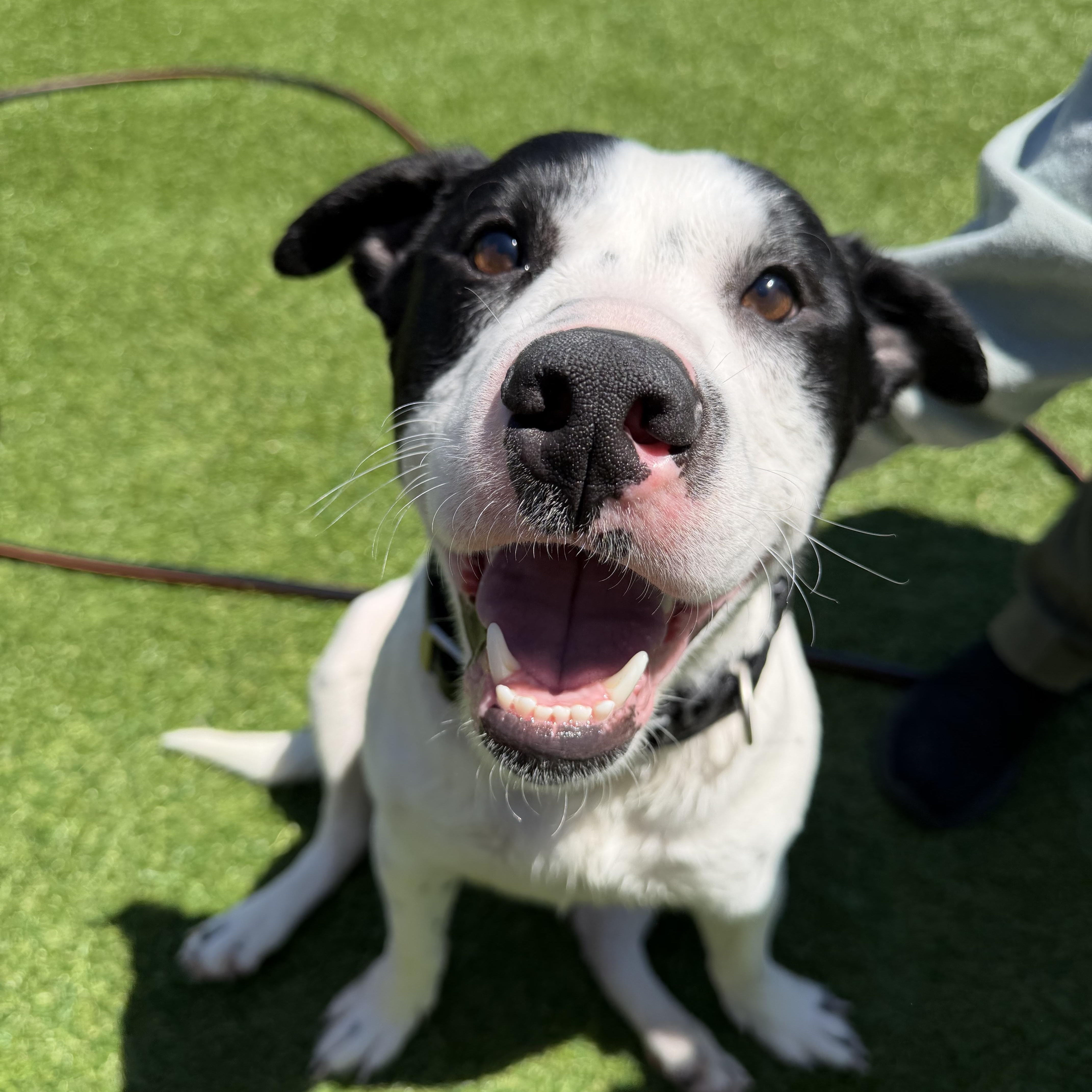 Oreo, a ADOPTABLE mixed breed in Kutztown, PA image 1/4