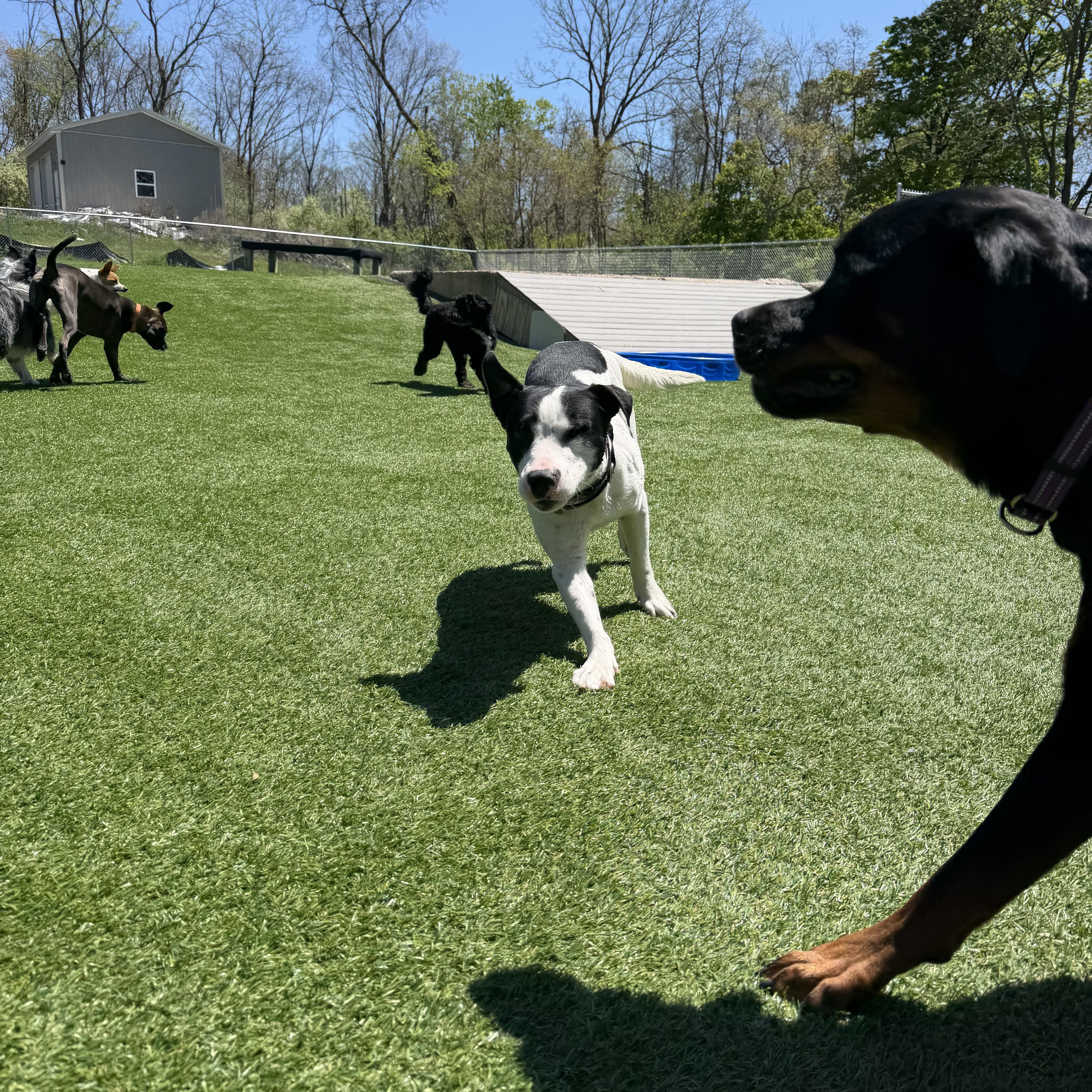 Oreo, a ADOPTABLE mixed breed in Kutztown, PA image 4/4
