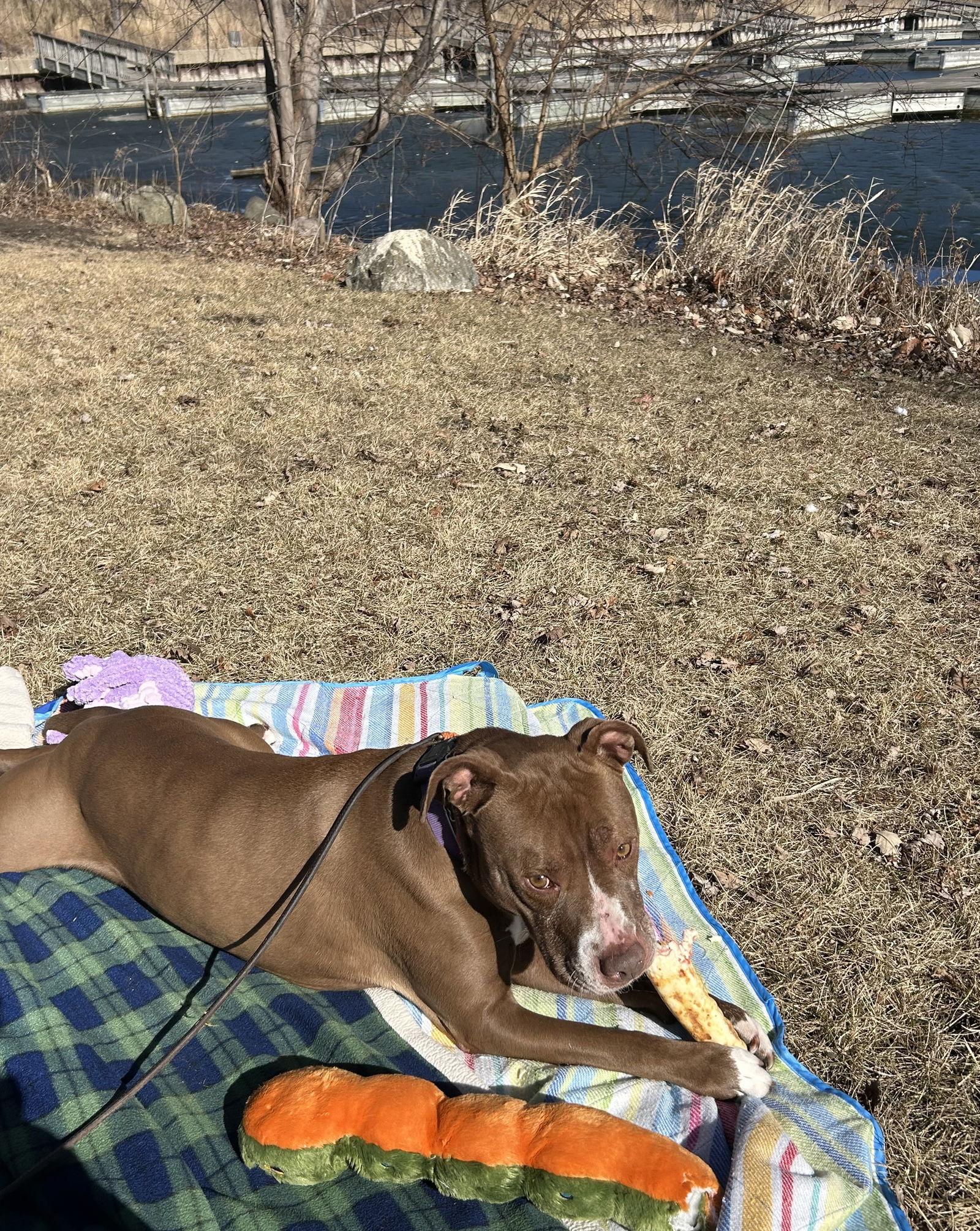 Allie, a Adoptable mixed breed in Island Lake, IL image 1/3