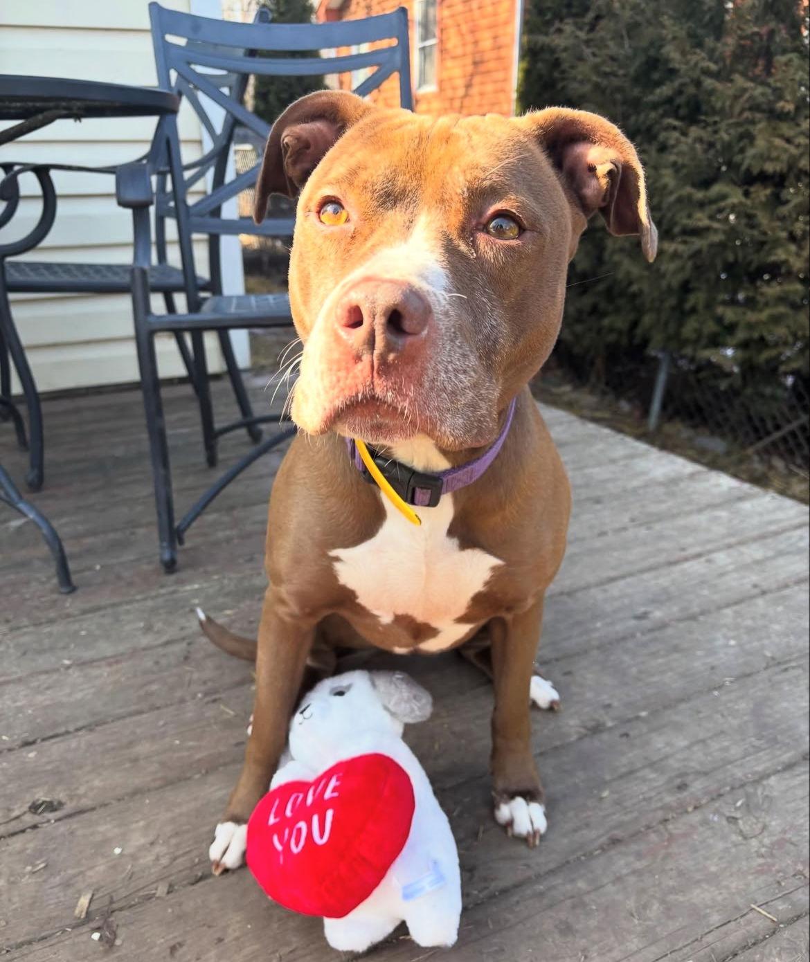 Enlarge Allie, a Adoptable mixed breed in Island Lake, IL image 2/3