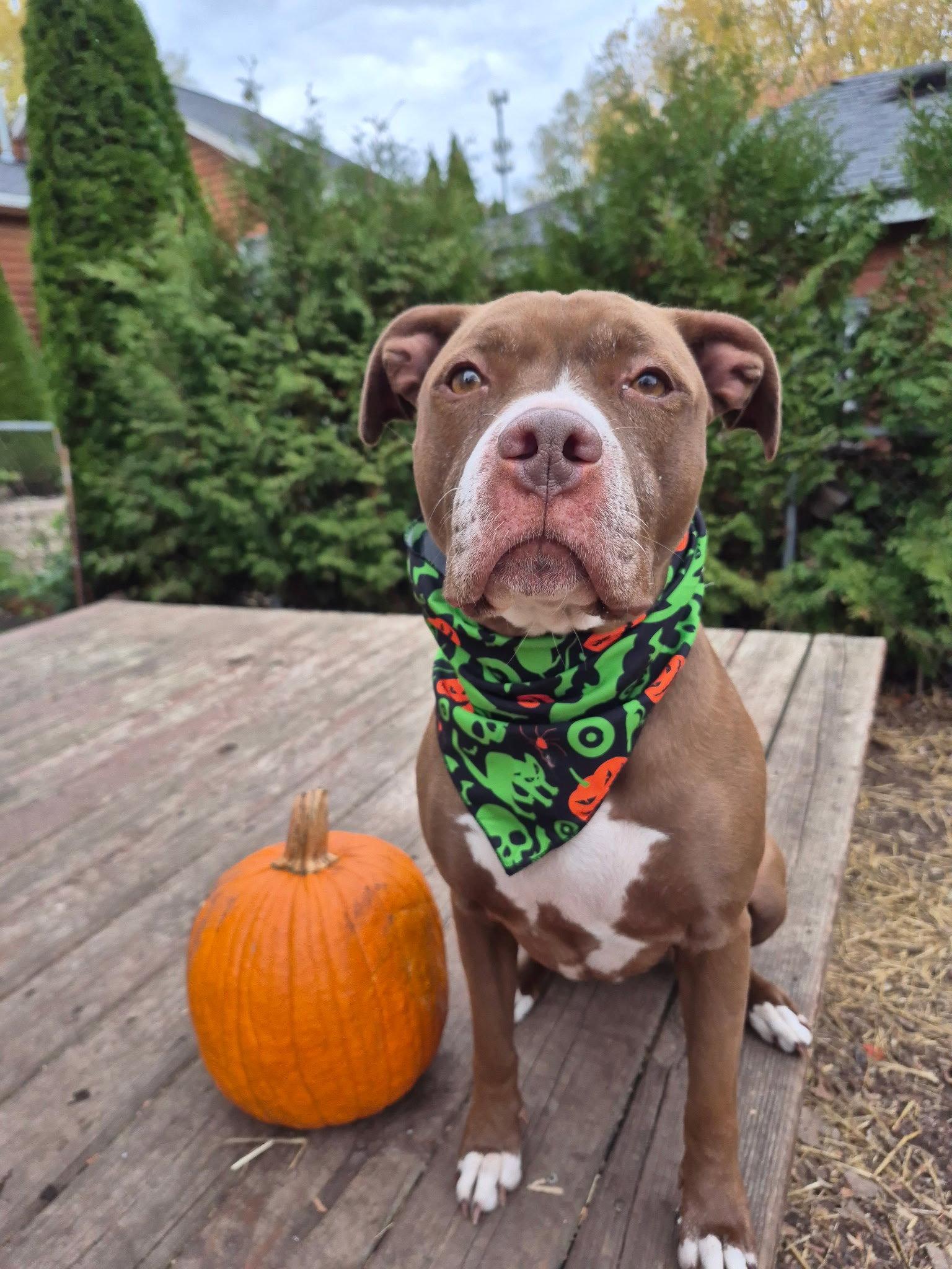 Enlarge Allie, a Adoptable mixed breed in Island Lake, IL image 1/3