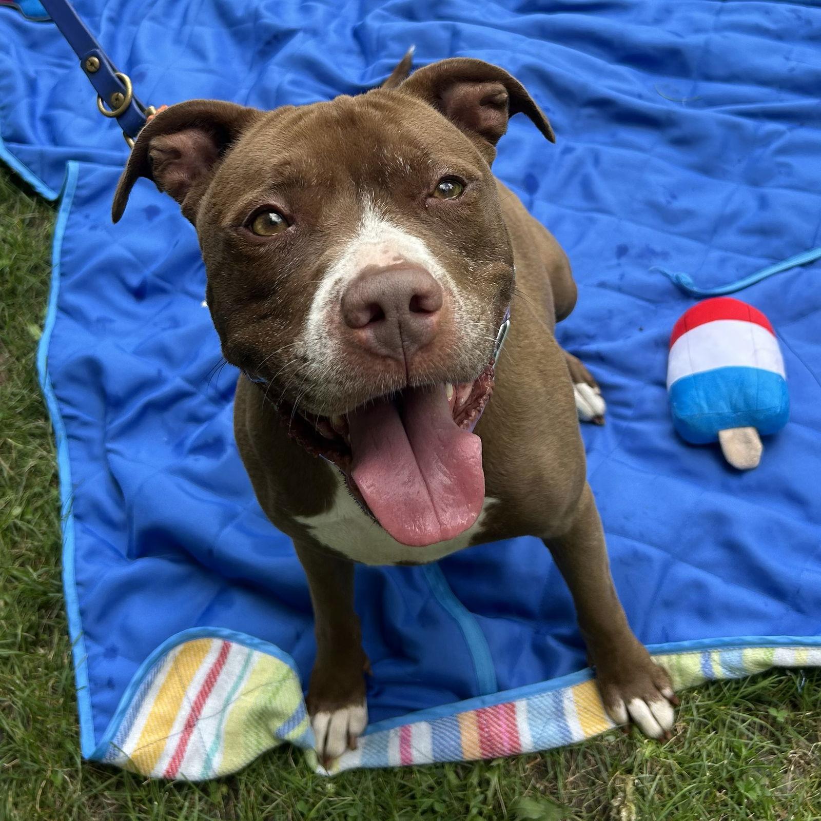 Enlarge Allie, a Adoptable mixed breed in Island Lake, IL image 1/3