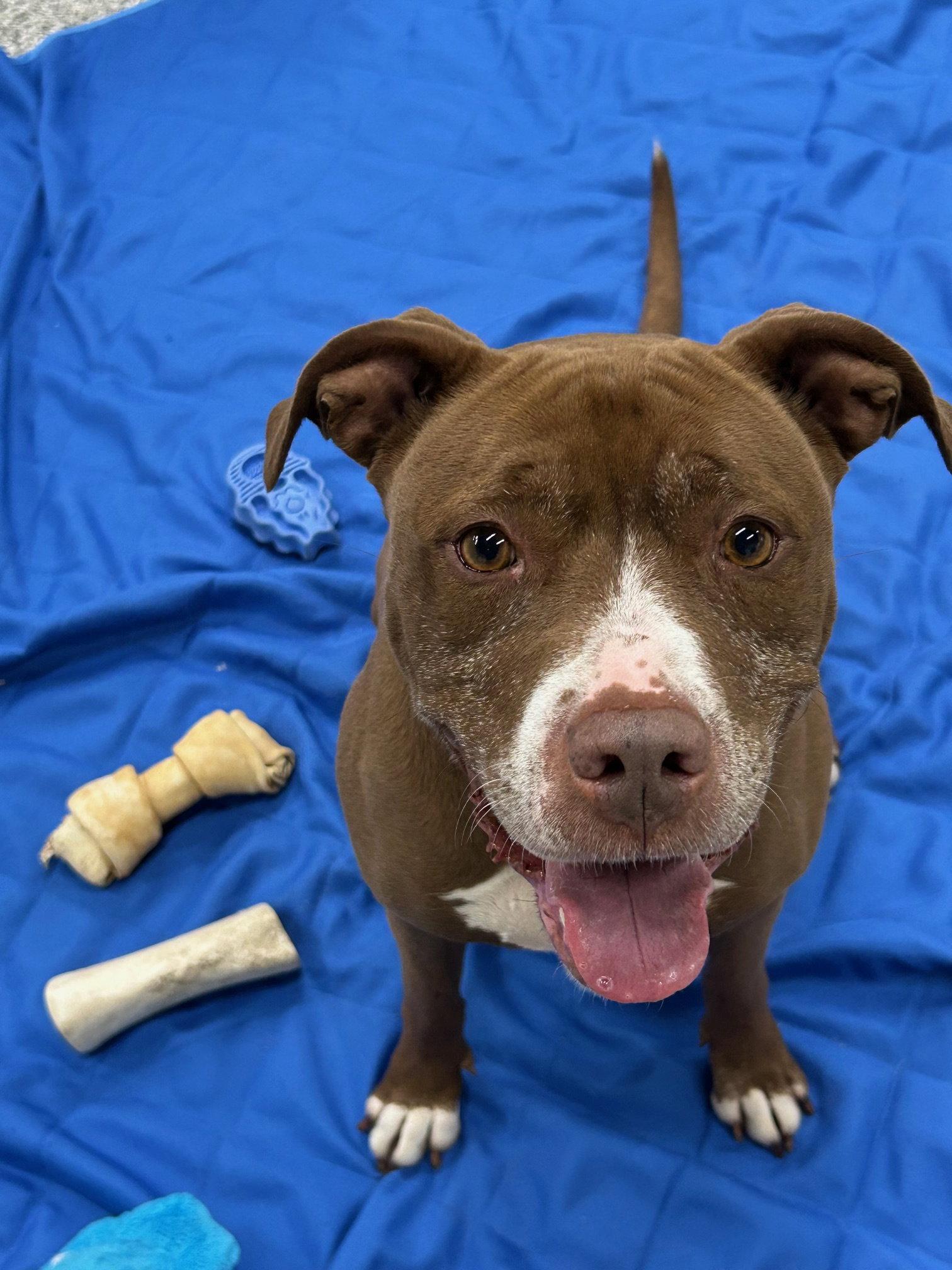 Allie, Adoptable, Adult Female American Staffordshire Terrier & Pit Bull Terrier.
