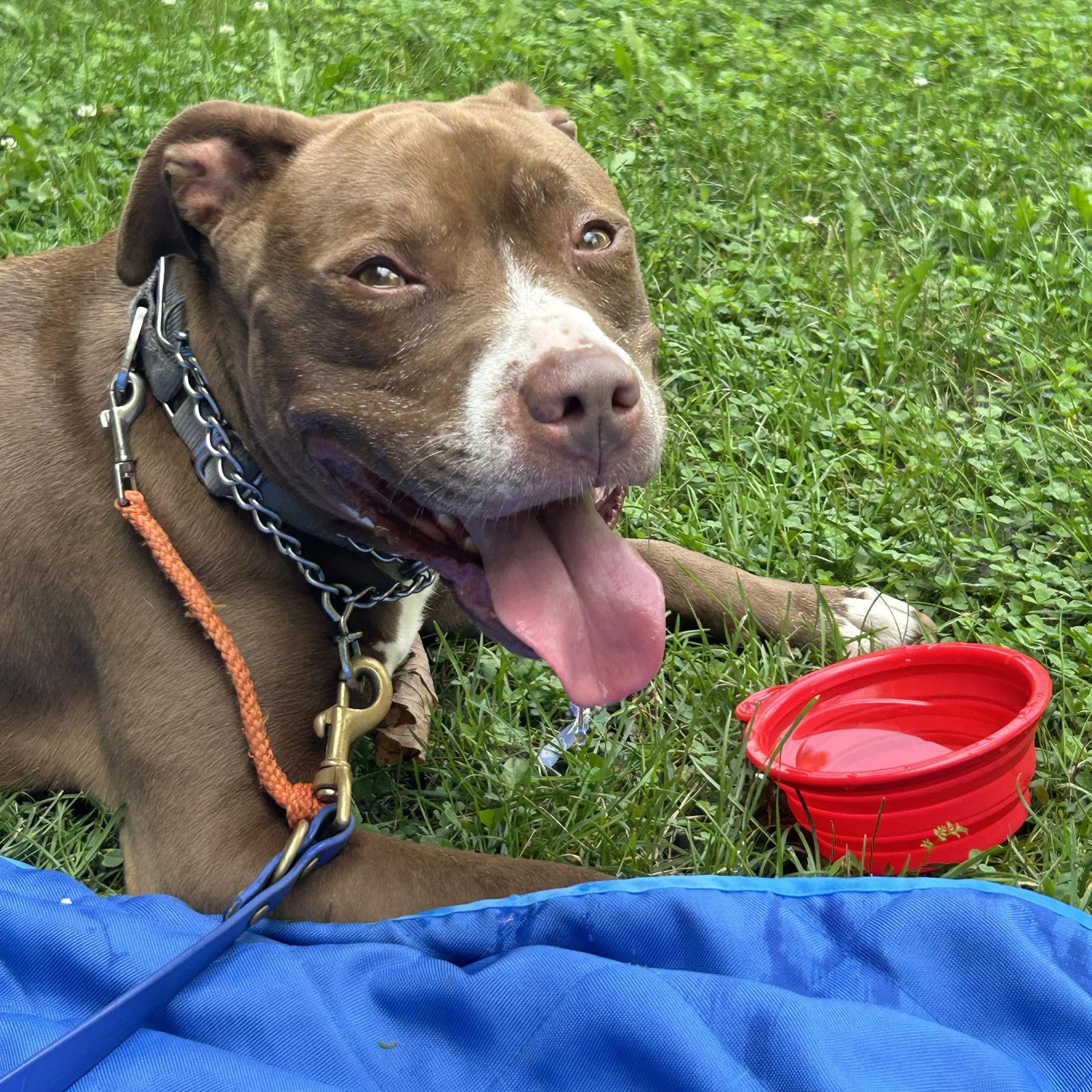 Enlarge Allie, a Adoptable mixed breed in Island Lake, IL image 2/3