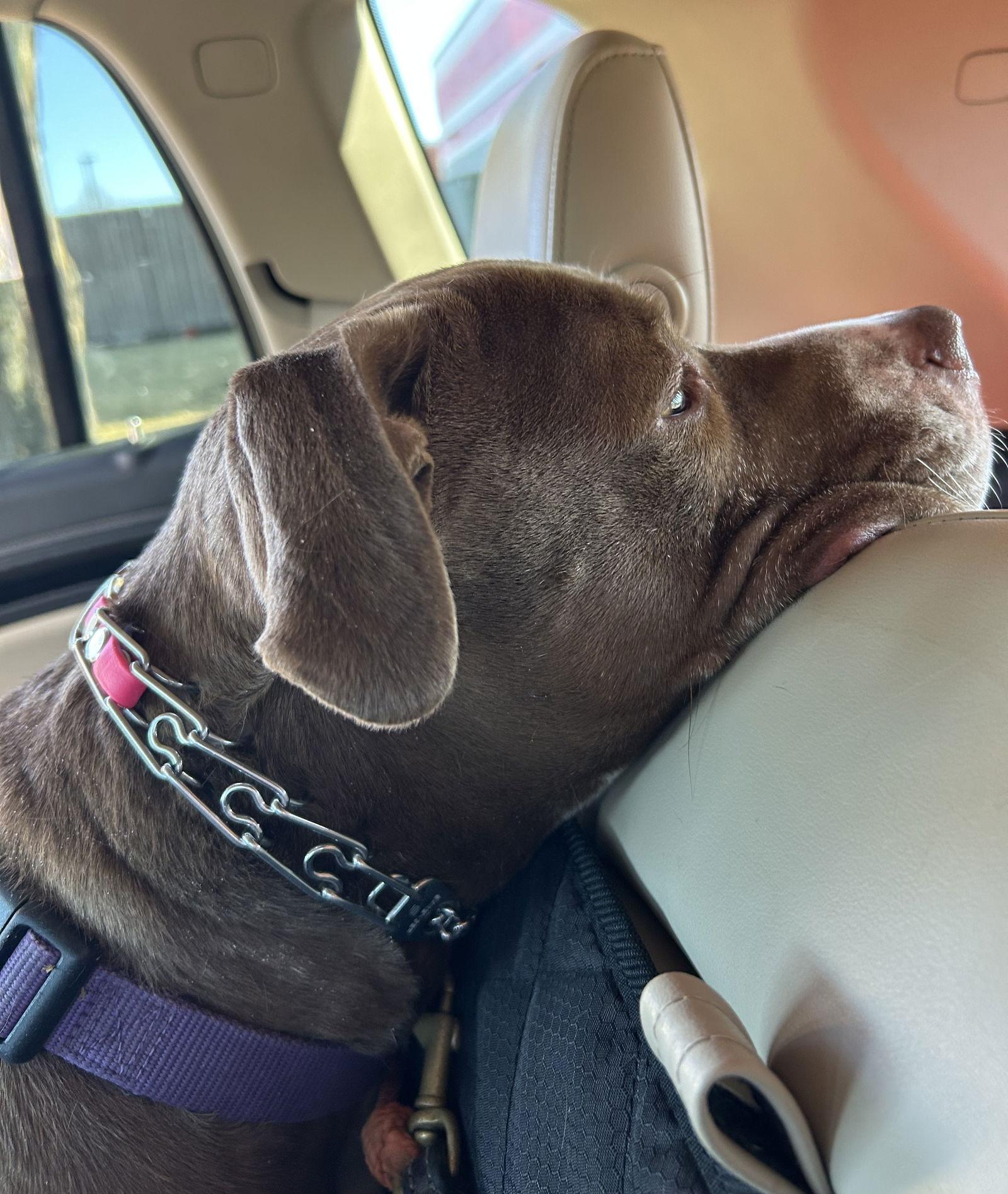 Allie, a Adoptable mixed breed in Island Lake, IL image 2/3